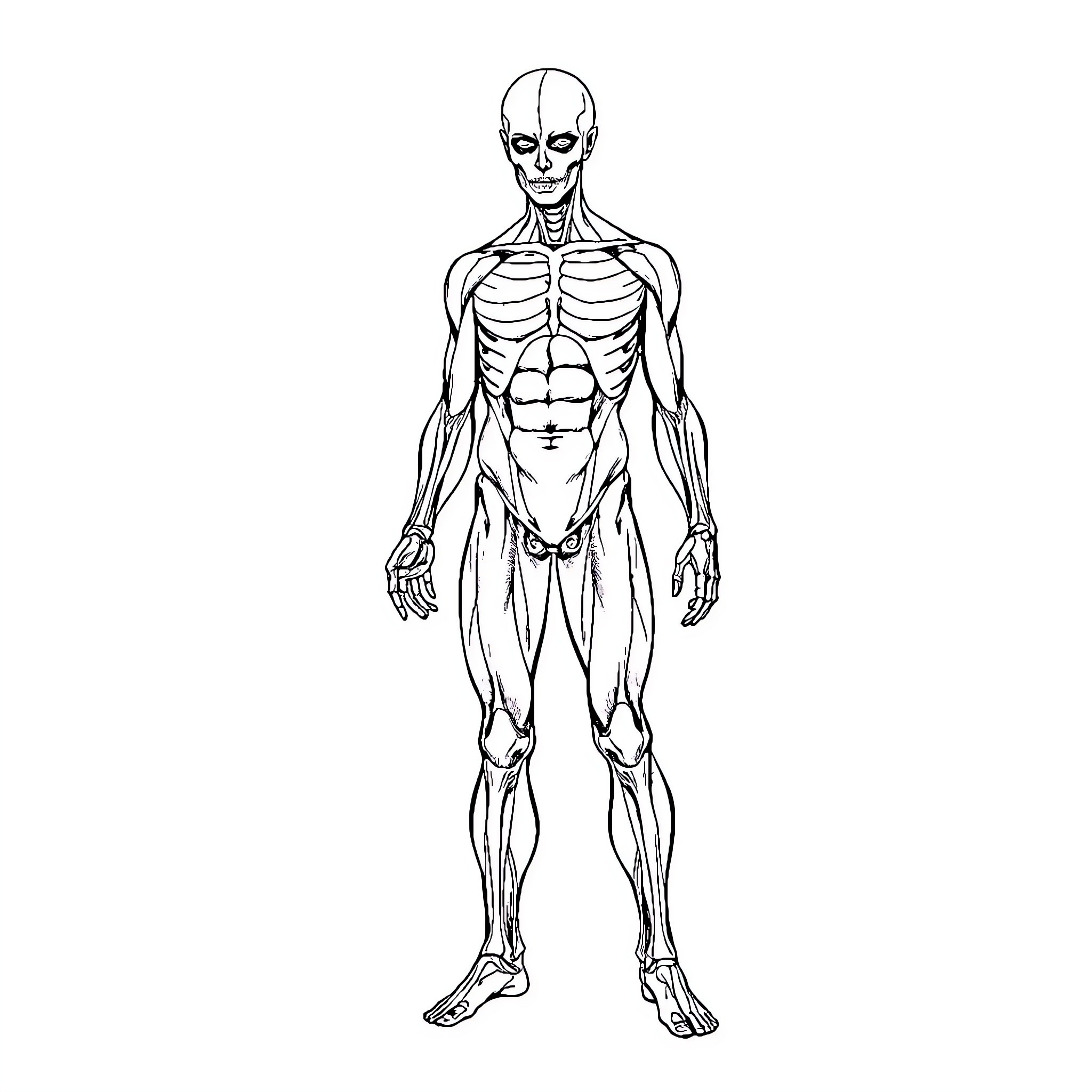 Human Anatomy of Muscular Male Figure Coloring Page (free black-and-white line drawing printable PDF for all, from beginners to advanced learners, including children, teens, adults, and seniors)