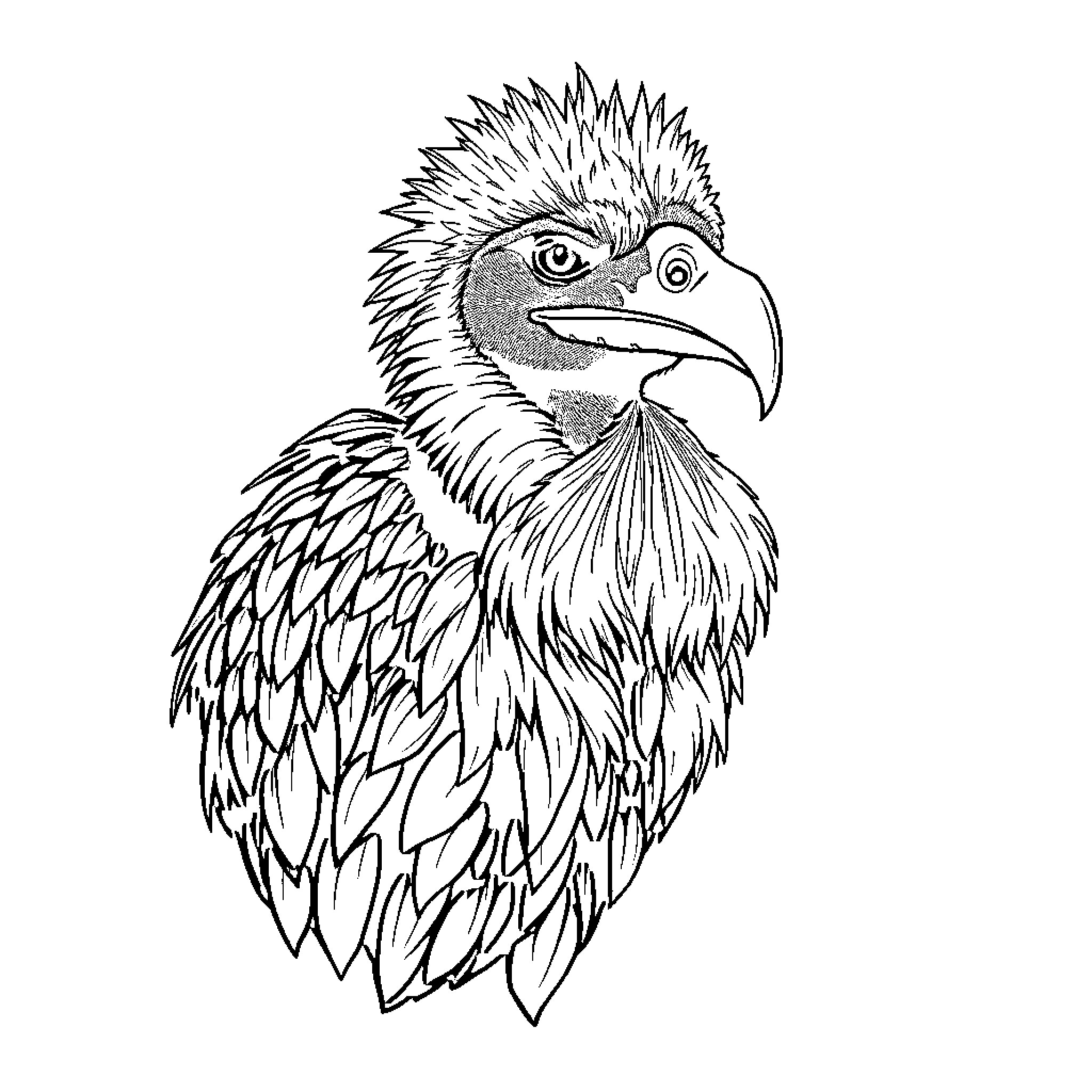Vulture with striking features in detailed sketch Coloring Page (free black-and-white line drawing printable PDF for all, from beginners to advanced learners, including children, teens, adults, and seniors)