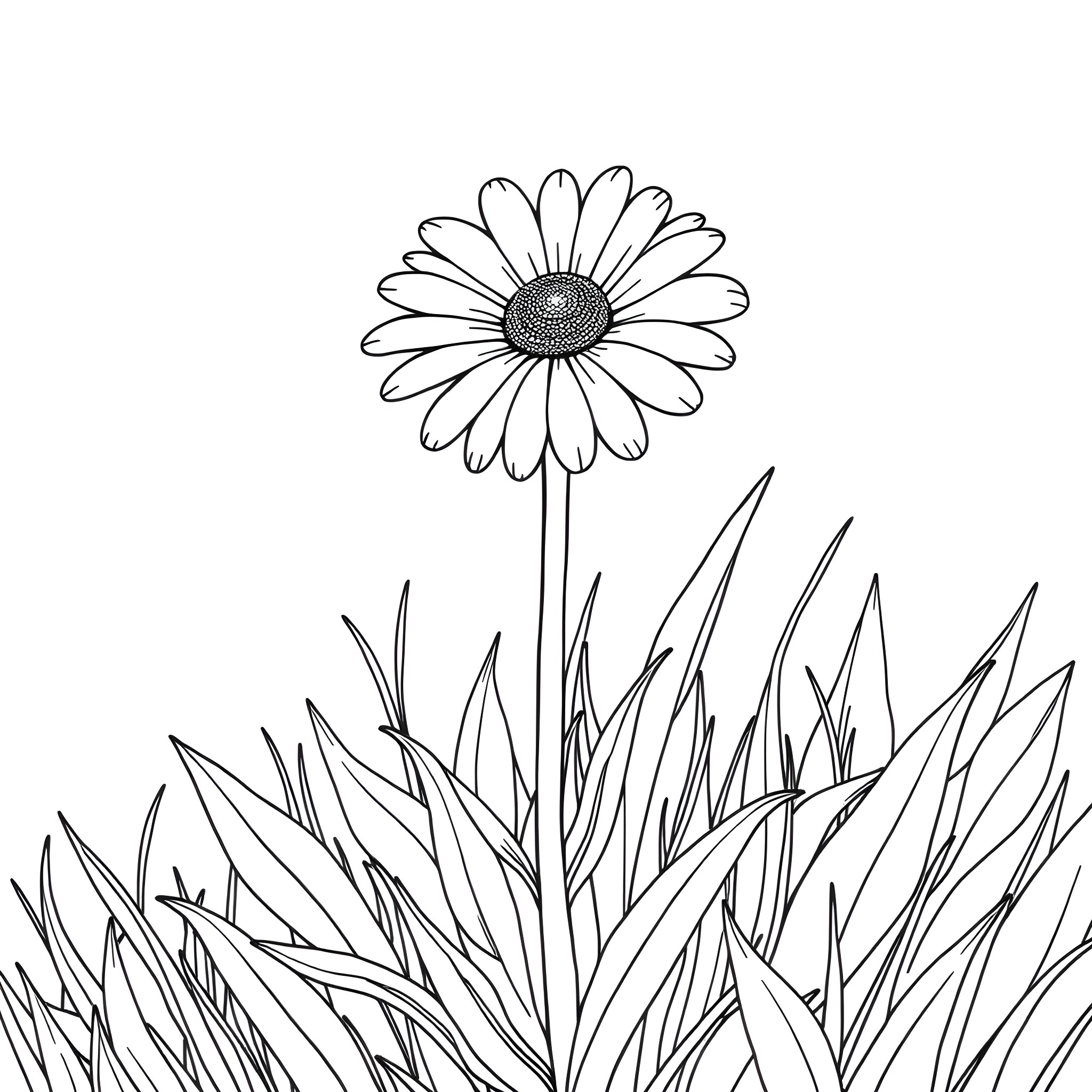 Daisy blooming in the meadow Coloring Page (free black-and-white line drawing printable PDF for all, from beginners to advanced learners, including children, teens, adults, and seniors)
