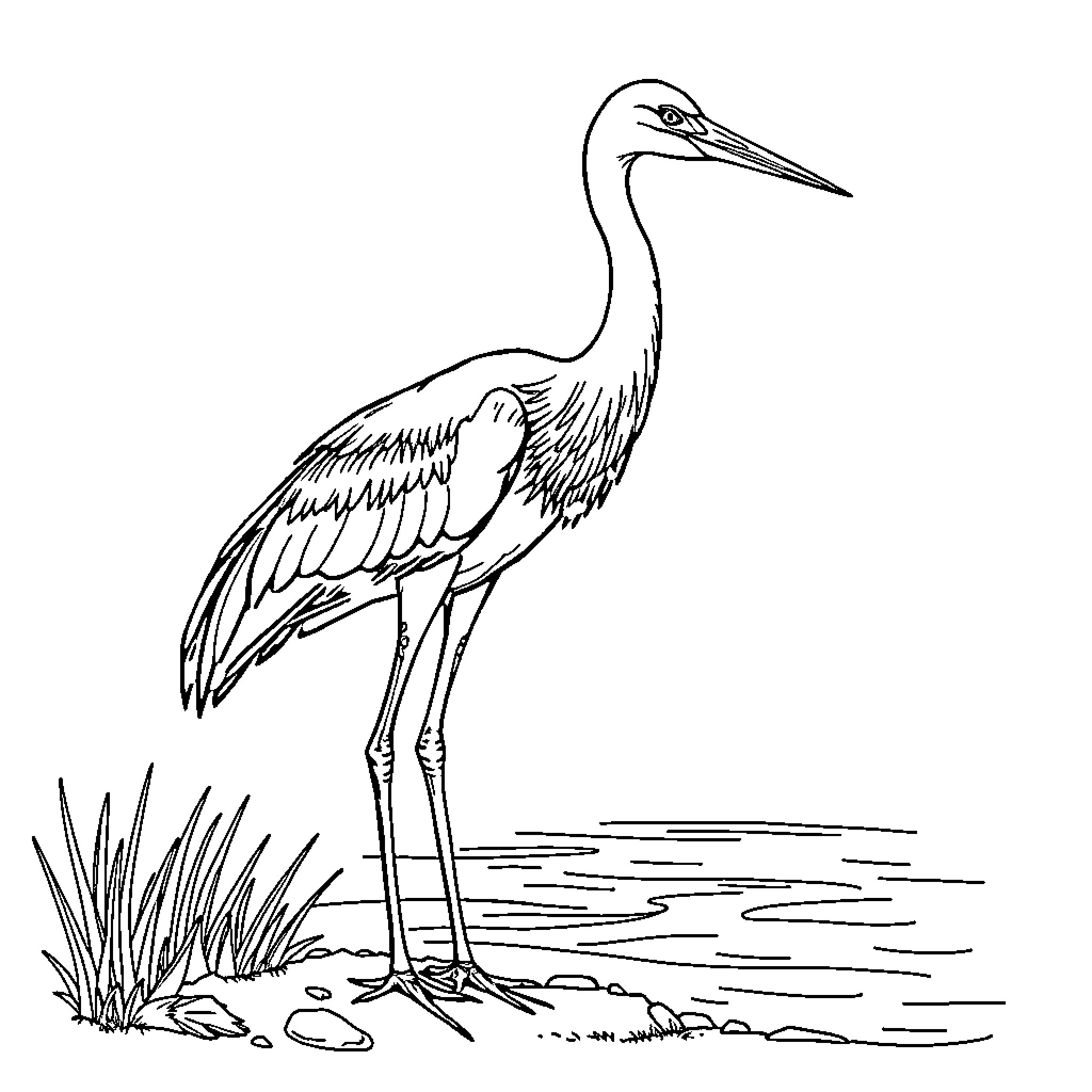 Crane standing majestically in the wetlands Coloring Page (free black-and-white line drawing printable PDF for all, from beginners to advanced learners, including children, teens, adults, and seniors)