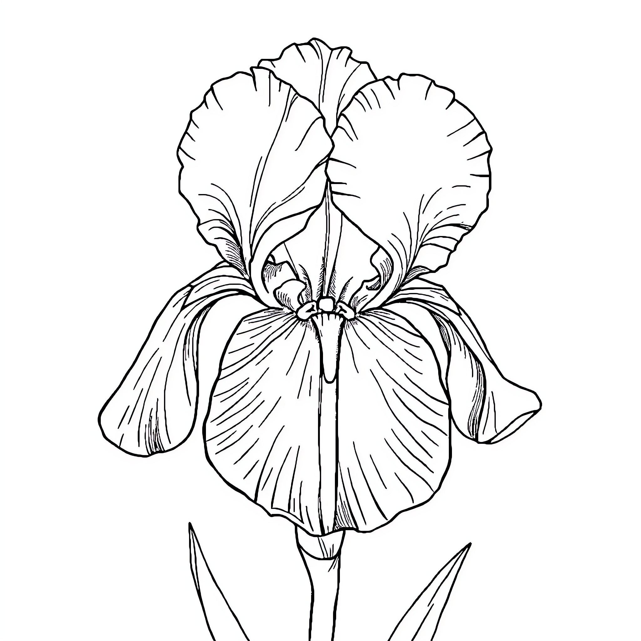 Iris flower in elegant bloom Coloring Page (free black-and-white line drawing printable PDF for all, from beginners to advanced learners, including children, teens, adults, and seniors)