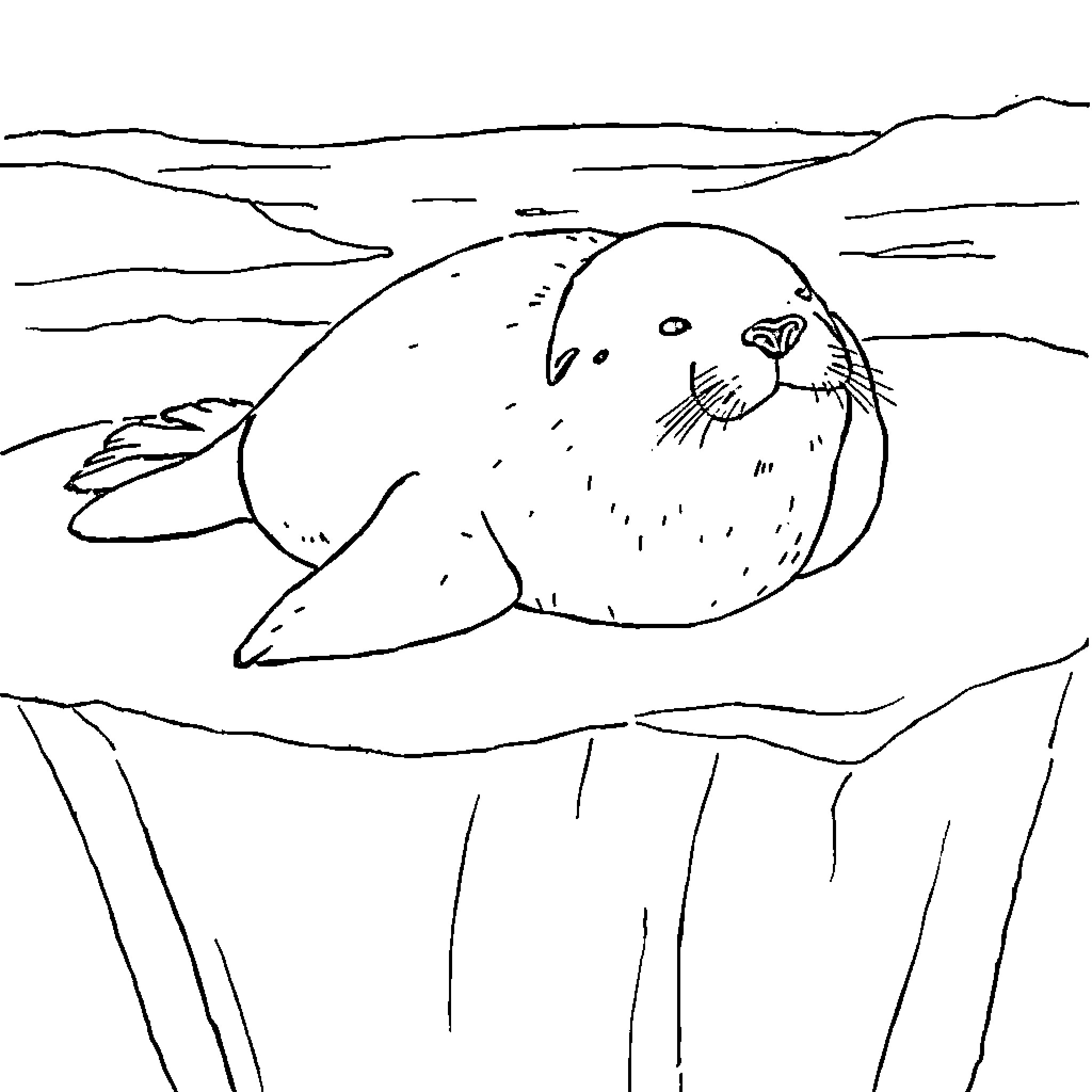 Seal resting on rocky shore Coloring Page (free black-and-white line drawing printable PDF for all, from beginners to advanced learners, including children, teens, adults, and seniors)