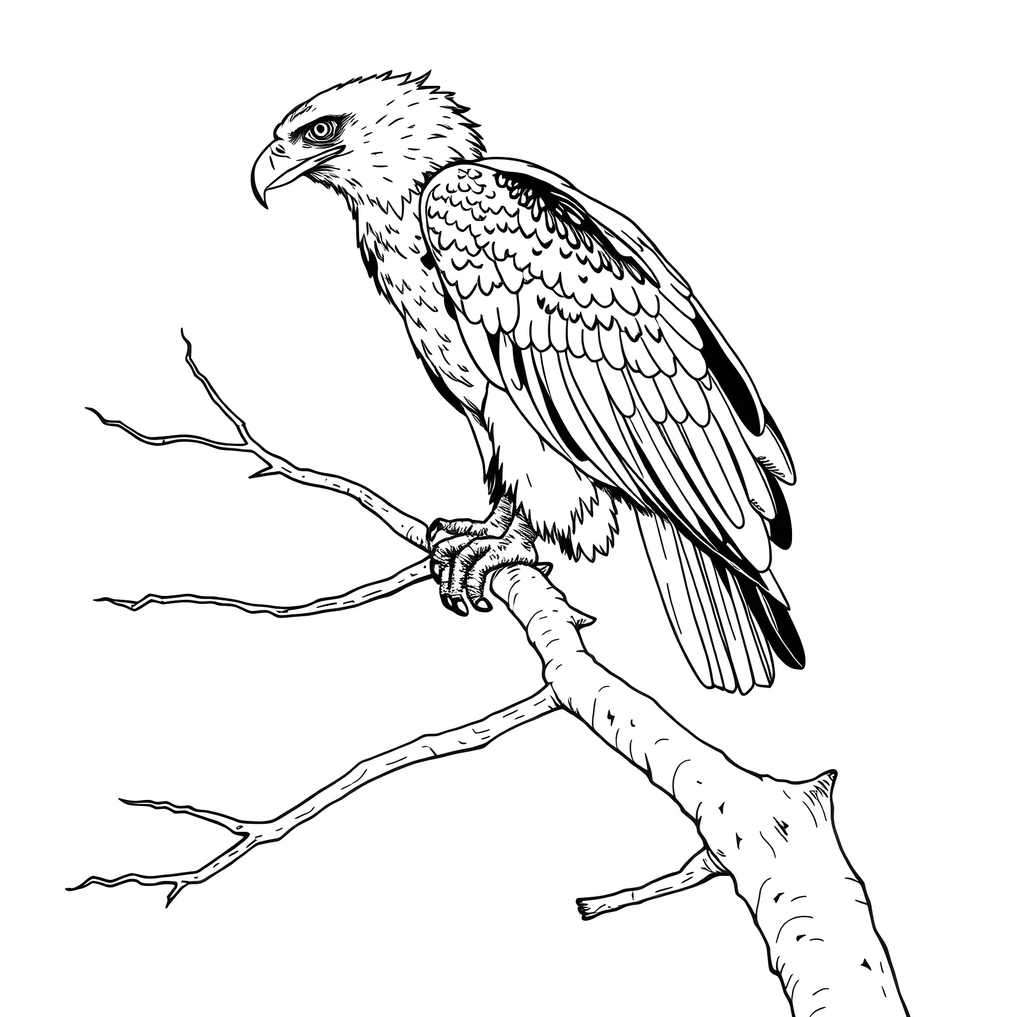 Eagle perching on a branch Coloring Page (free black-and-white line drawing printable PDF for all, from beginners to advanced learners, including children, teens, adults, and seniors)