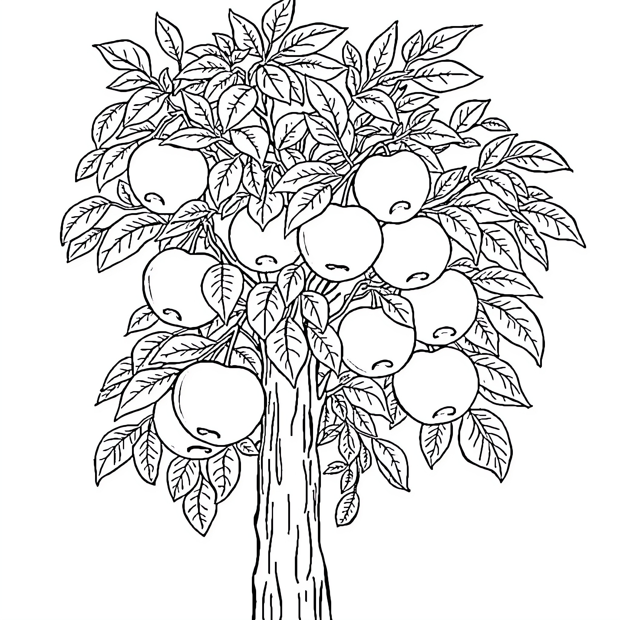 Apple Tree with Ripe Fruit and Leaves Coloring Page (free black-and-white line drawing printable PDF for all, from beginners to advanced learners, including children, teens, adults, and seniors)