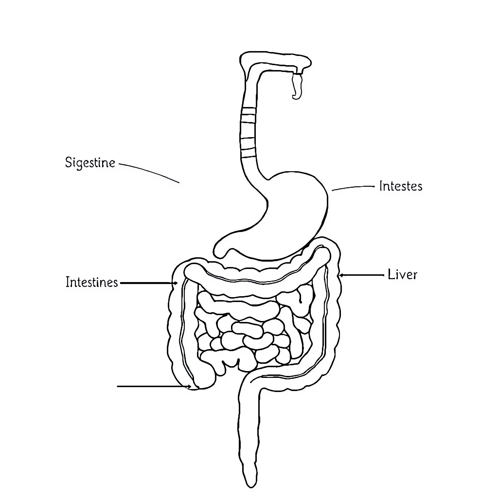 Digestive System Diagram with Labeled Organs Coloring Page (free black-and-white line drawing printable PDF for all, from beginners to advanced learners, including children, teens, adults, and seniors)