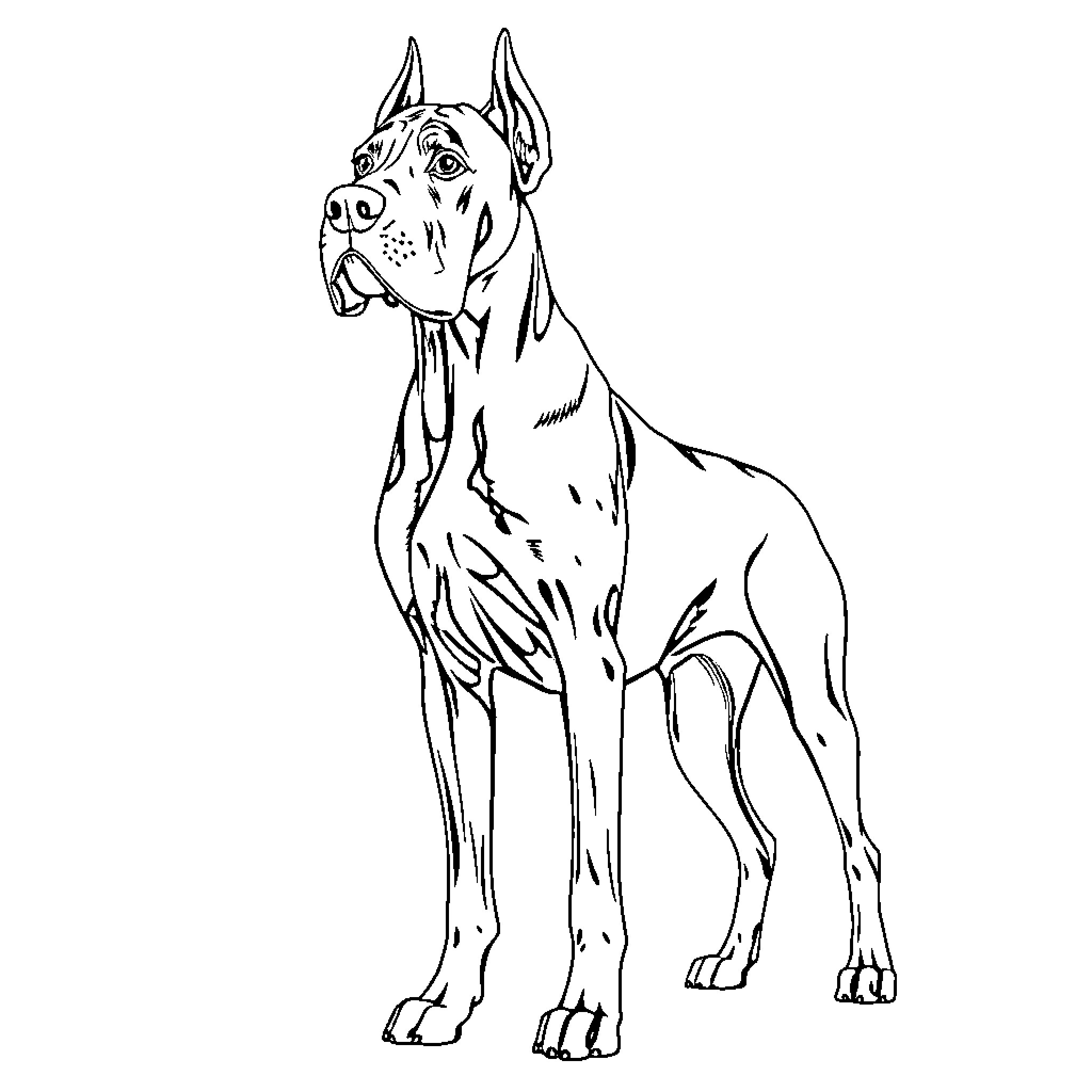 Great Dane standing alert and attentive Coloring Page (free black-and-white line drawing printable PDF for all, from beginners to advanced learners, including children, teens, adults, and seniors)
