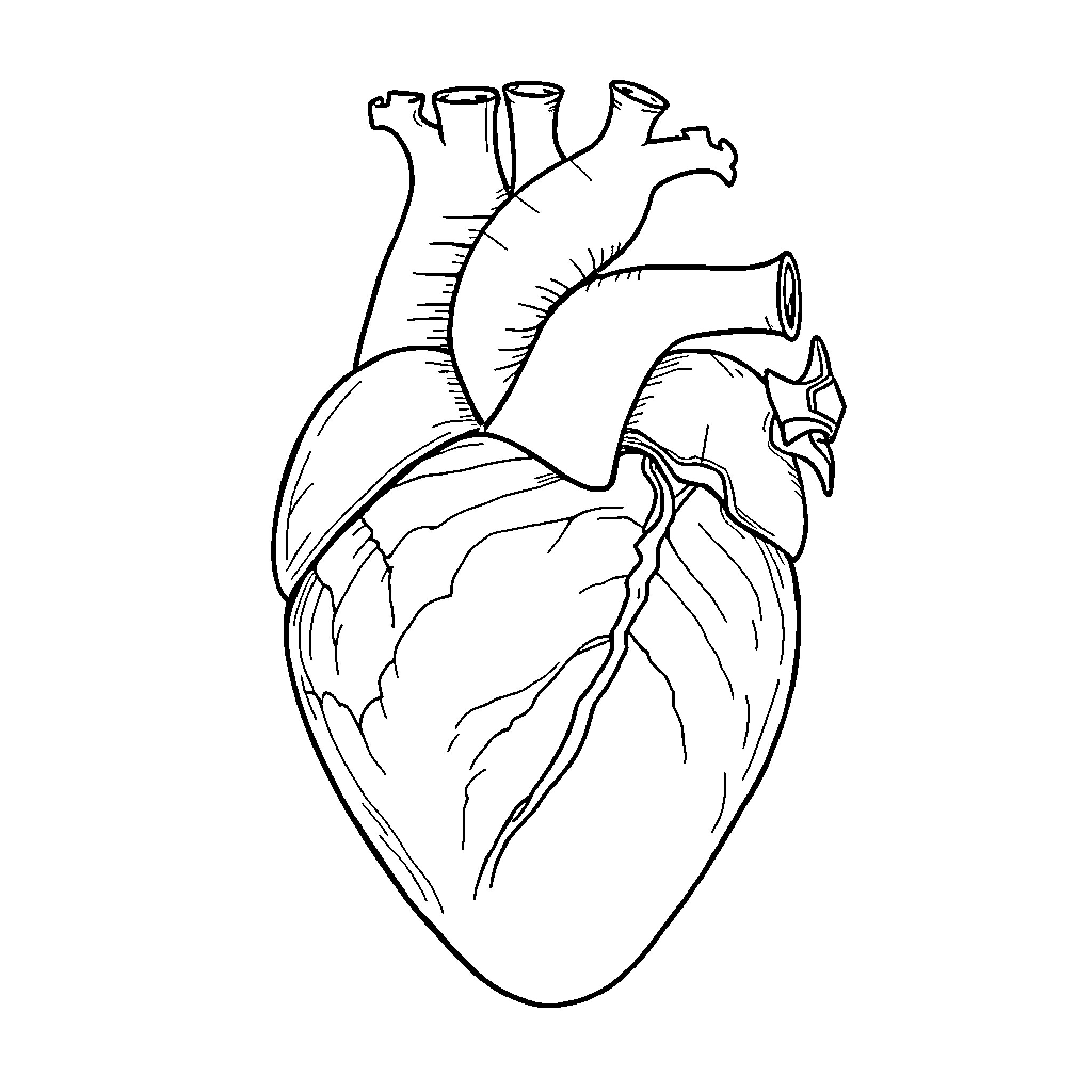 Corazon: Detailed Anatomical Illustration of the Heart Coloring Page (free black-and-white line drawing printable PDF for all, from beginners to advanced learners, including children, teens, adults, and seniors)