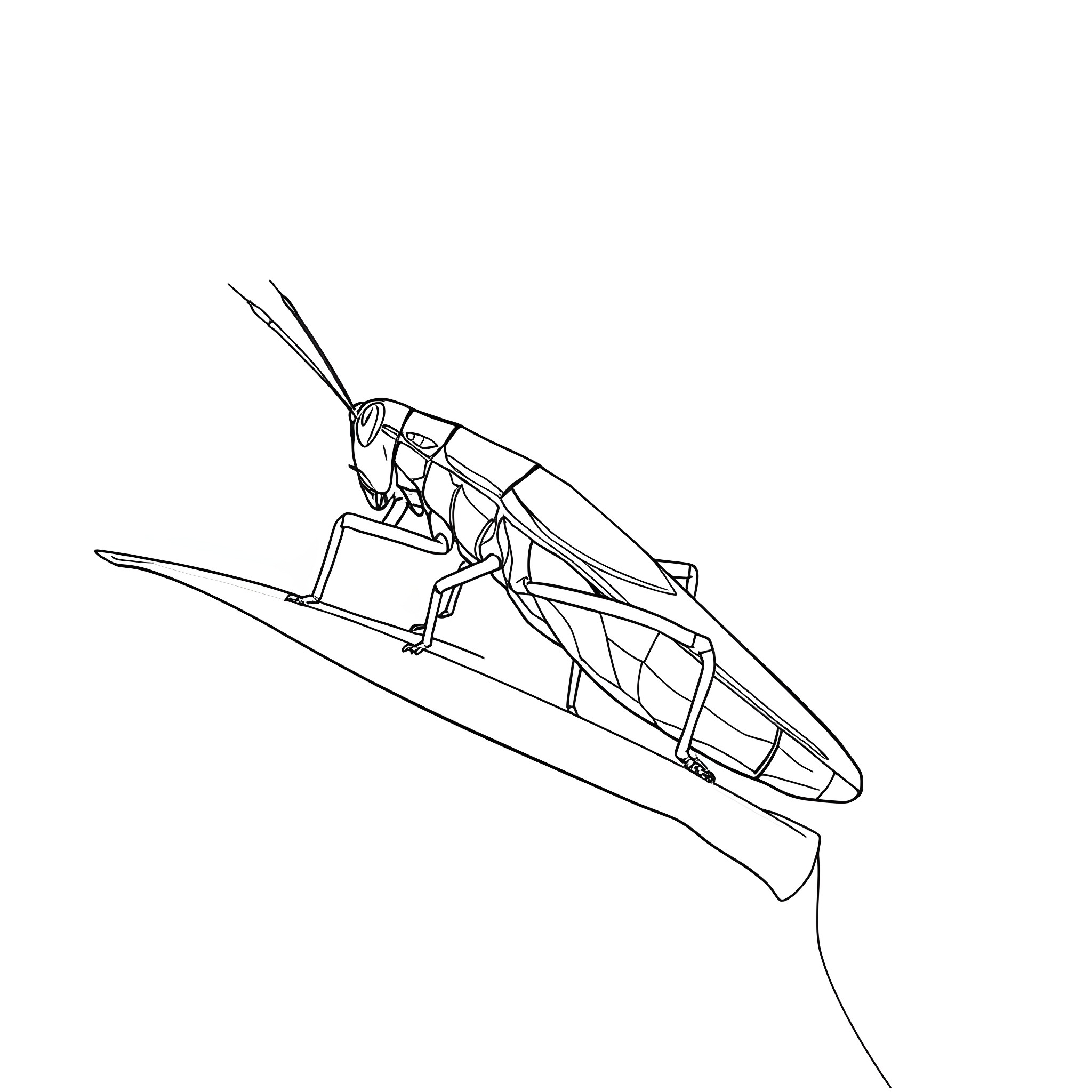 Grasshopper surfing on a board Coloring Page (free black-and-white line drawing printable PDF for all, from beginners to advanced learners, including children, teens, adults, and seniors)