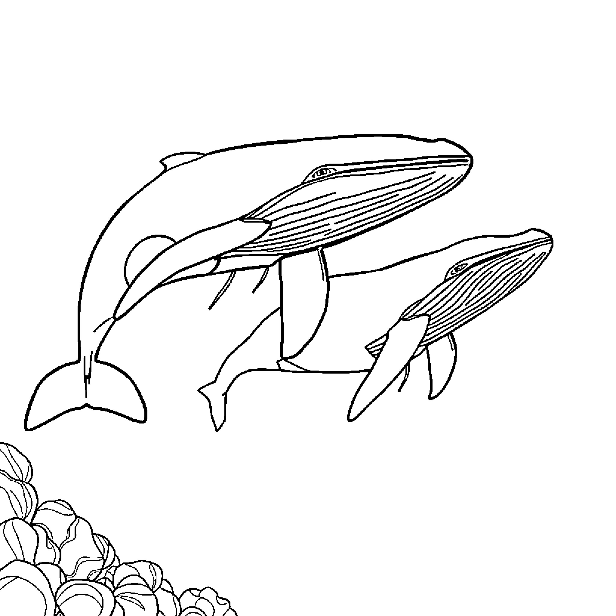 Whales swimming gracefully in the ocean Coloring Page (free black-and-white line drawing printable PDF for all, from beginners to advanced learners, including children, teens, adults, and seniors)
