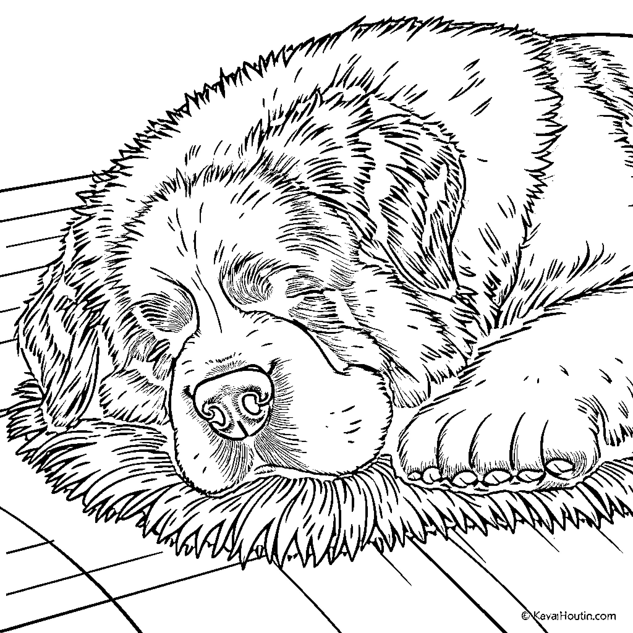Saint Bernard relaxing peacefully in the snow Coloring Page (free black-and-white line drawing printable PDF for all, from beginners to advanced learners, including children, teens, adults, and seniors)