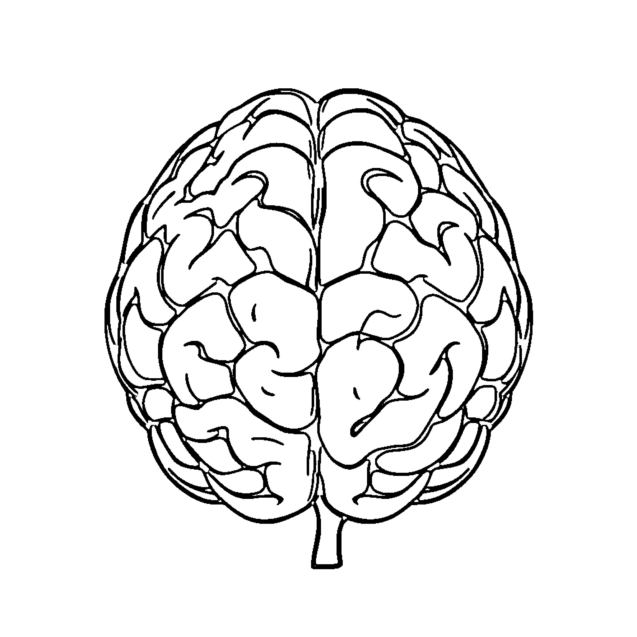 Brain anatomy illustration Coloring Page (free black-and-white line drawing printable PDF for all, from beginners to advanced learners, including children, teens, adults, and seniors)