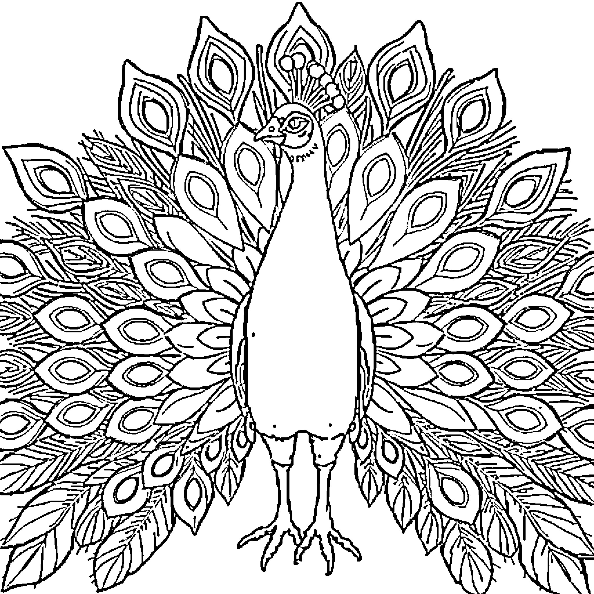 Peacock with intricate feather pattern Coloring Page (free black-and-white line drawing printable PDF for all, from beginners to advanced learners, including children, teens, adults, and seniors)