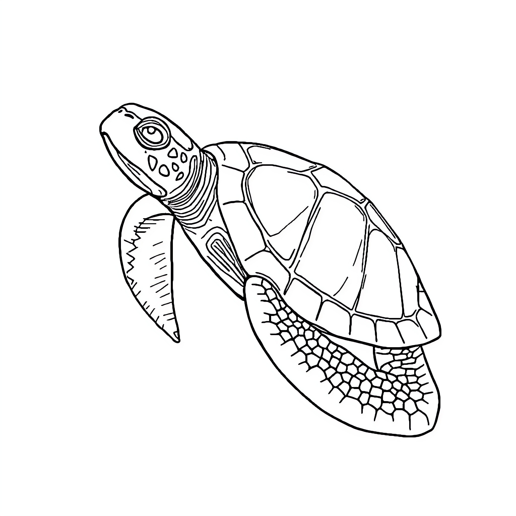Turtle swimming gracefully in the ocean Coloring Page (free black-and-white line drawing printable PDF for all, from beginners to advanced learners, including children, teens, adults, and seniors)