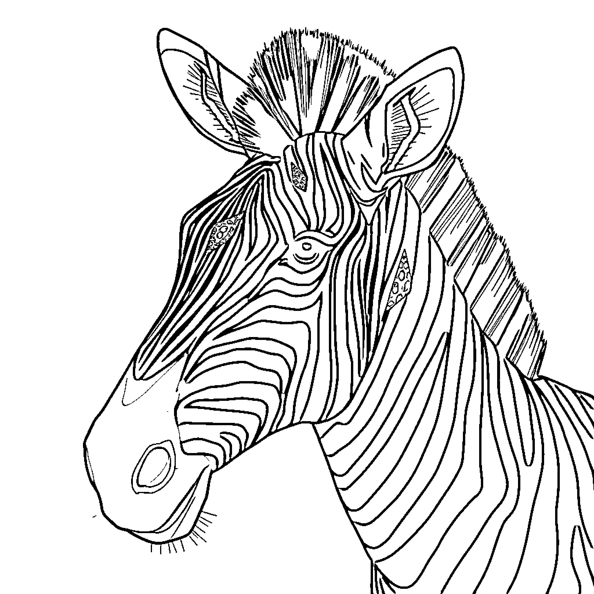 Zebra portrait with intricate patterns Coloring Page (free black-and-white line drawing printable PDF for all, from beginners to advanced learners, including children, teens, adults, and seniors)