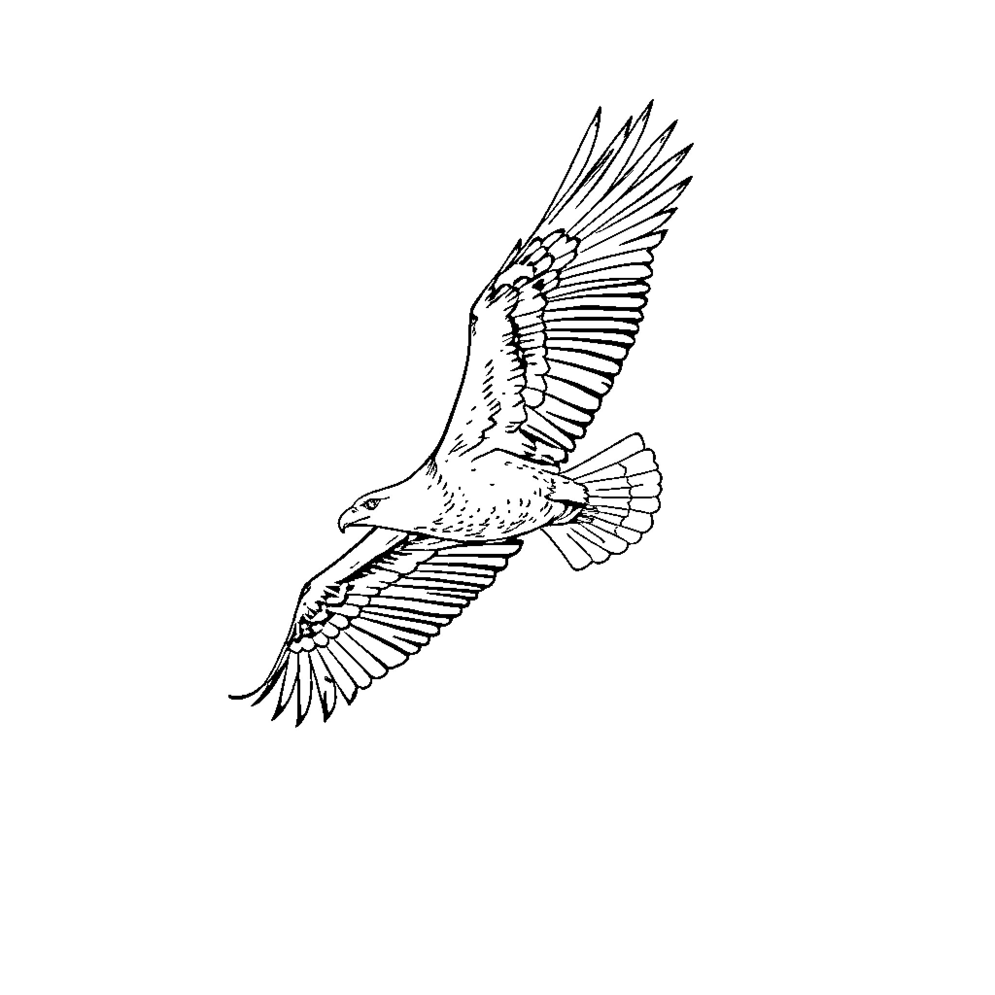 Eagle soaring with outstretched wings Coloring Page (free black-and-white line drawing printable PDF for all, from beginners to advanced learners, including children, teens, adults, and seniors)