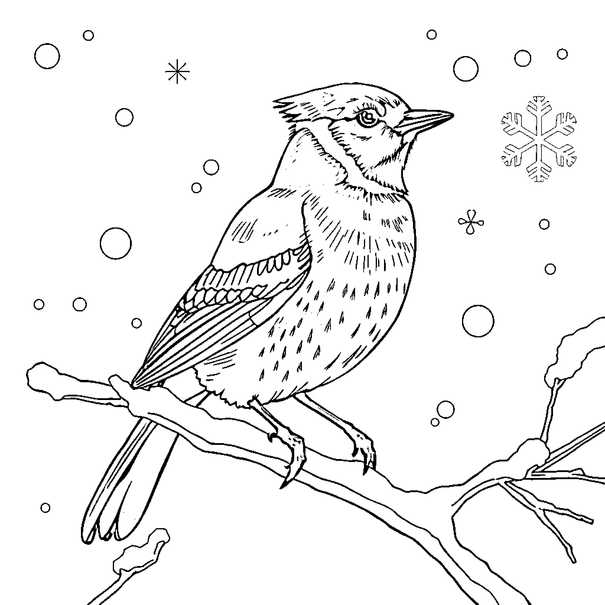 Blue Jay perching on a snowy branch Coloring Page (free black-and-white line drawing printable PDF for all, from beginners to advanced learners, including children, teens, adults, and seniors)