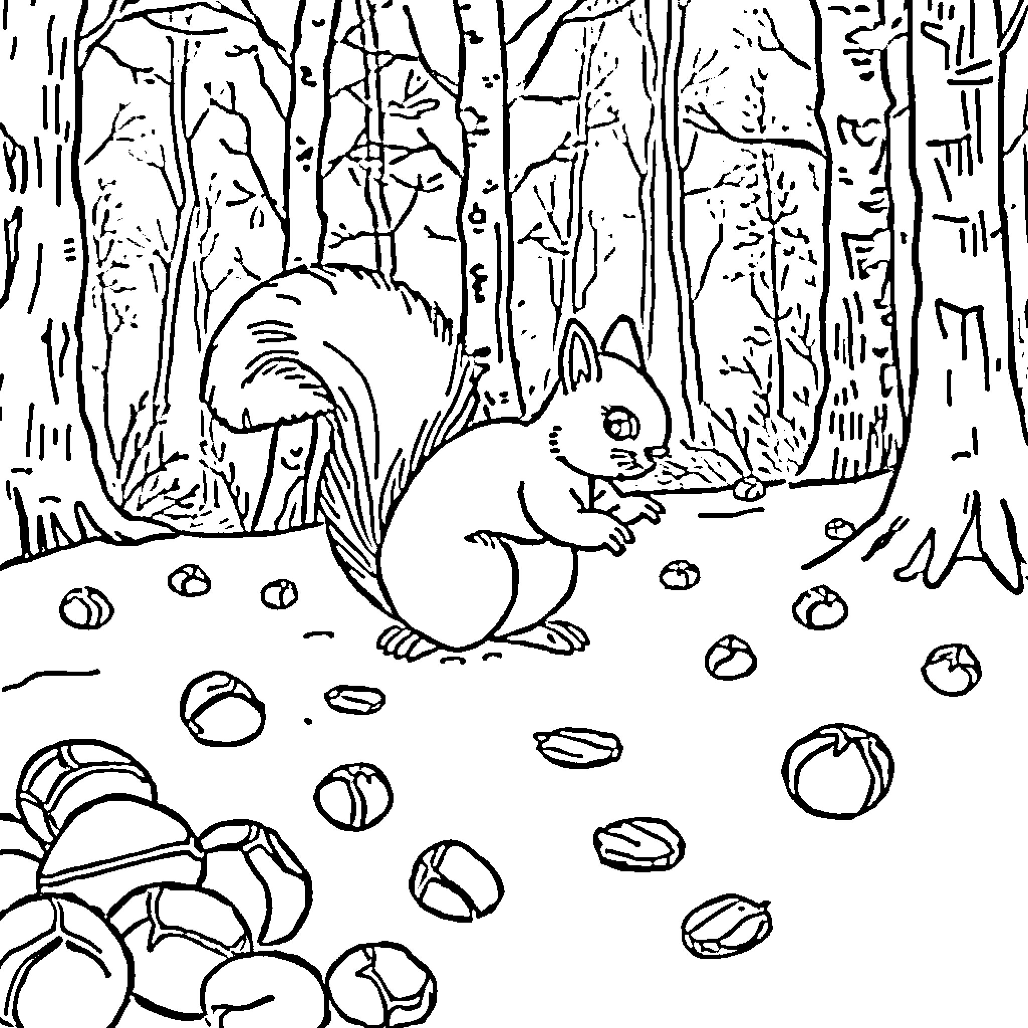 Squirrel gathering acorns in the forest Coloring Page (free black-and-white line drawing printable PDF for all, from beginners to advanced learners, including children, teens, adults, and seniors)