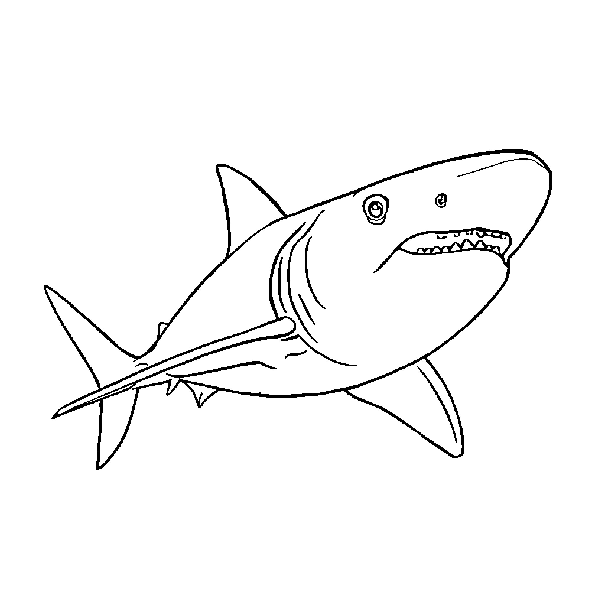 Shark swimming with an open mouth Coloring Page (free black-and-white line drawing printable PDF for all, from beginners to advanced learners, including children, teens, adults, and seniors)