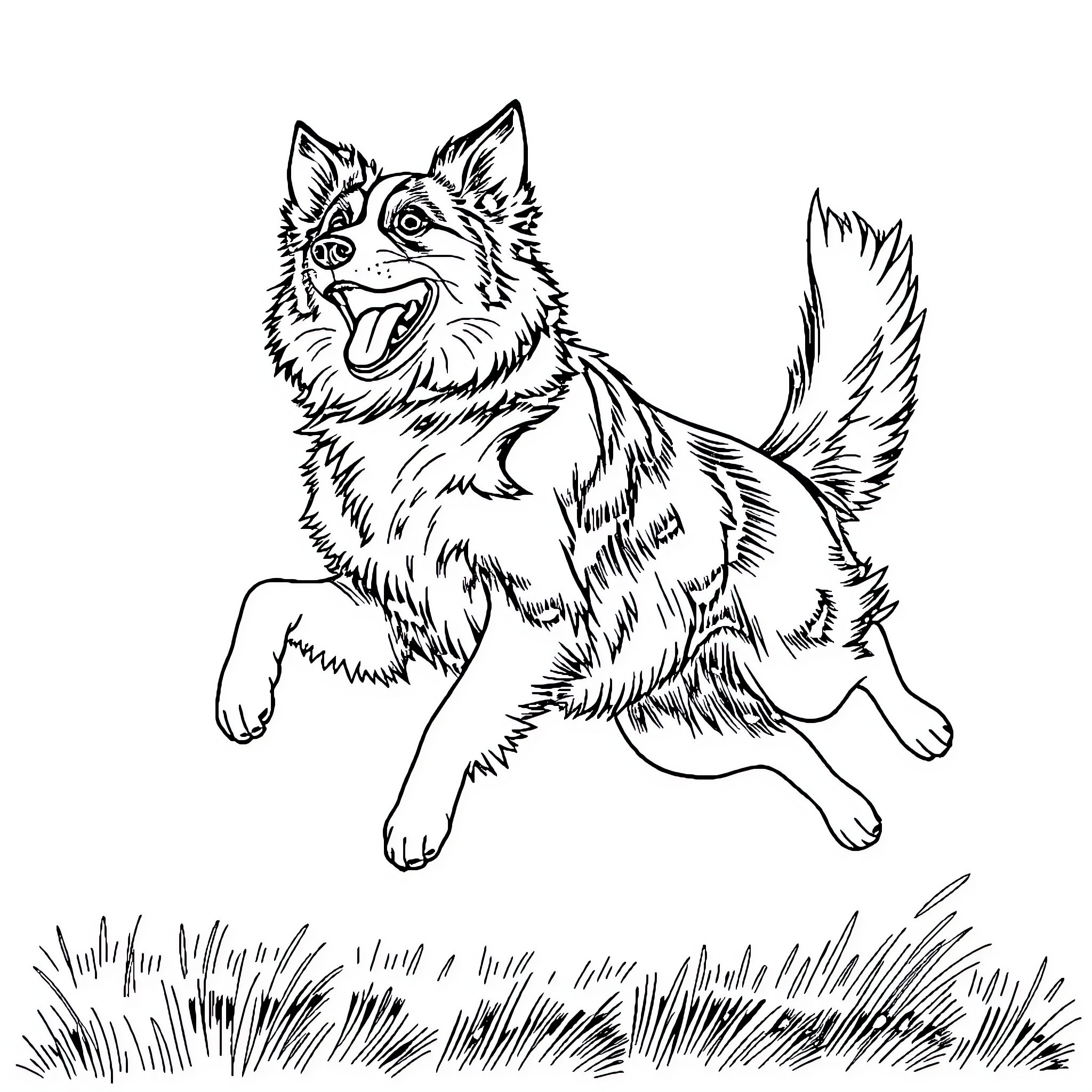 Border Collie running playfully through the grass Coloring Page (free black-and-white line drawing printable PDF for all, from beginners to advanced learners, including children, teens, adults, and seniors)