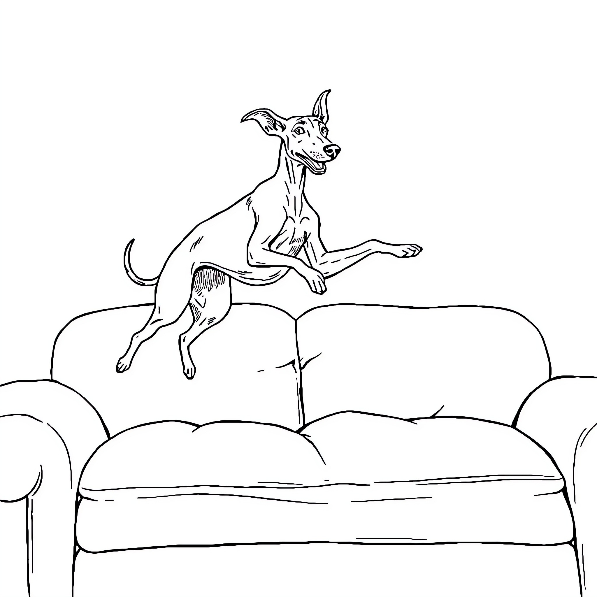 Italian Greyhound jumping playfully on sofa Coloring Page (free black-and-white line drawing printable PDF for all, from beginners to advanced learners, including children, teens, adults, and seniors)