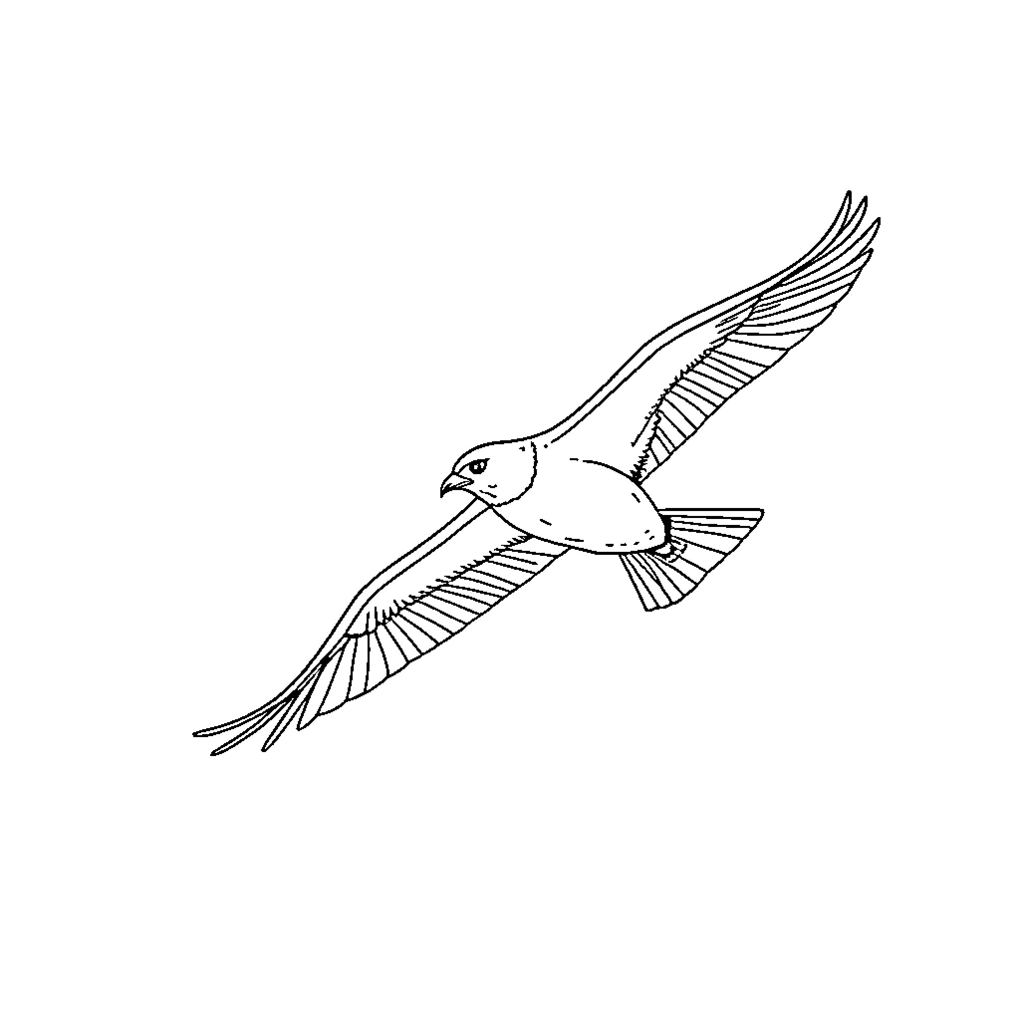 Flying seagull soaring through the sky Coloring Page (free black-and-white line drawing printable PDF for all, from beginners to advanced learners, including children, teens, adults, and seniors)