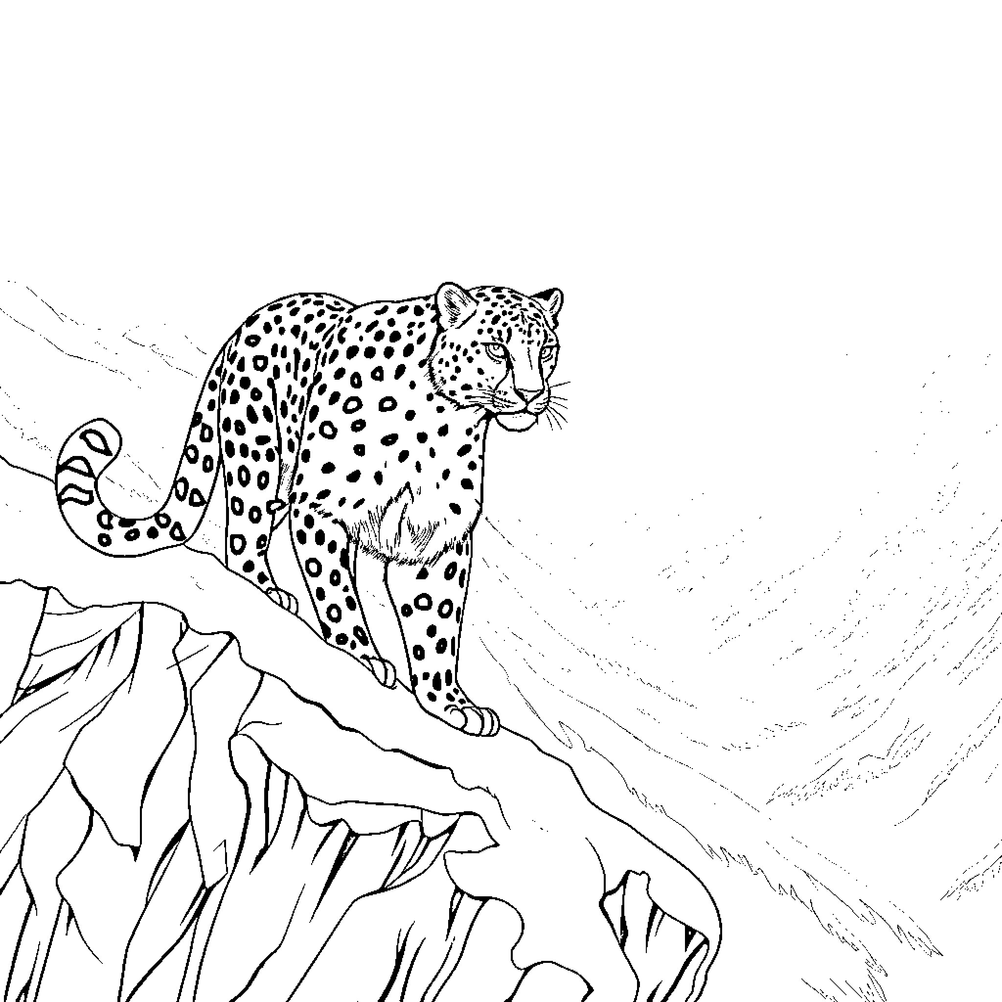 Snow Leopard standing on the rocky mountain Coloring Page (free black-and-white line drawing printable PDF for all, from beginners to advanced learners, including children, teens, adults, and seniors)
