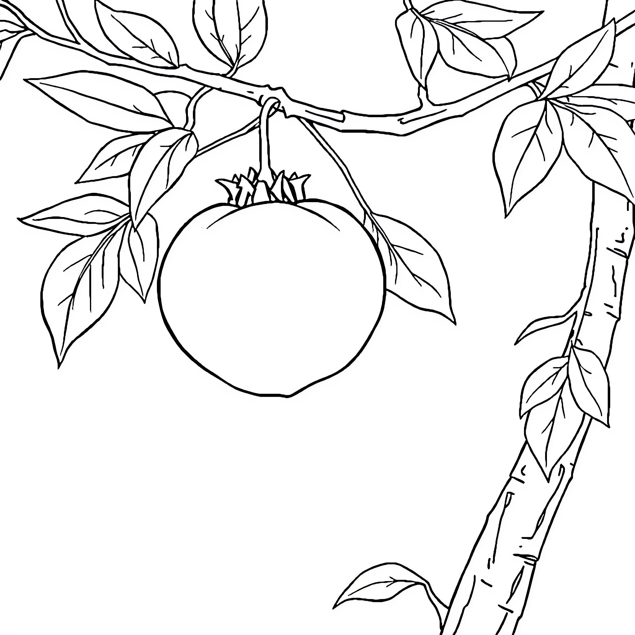 Pome Orb Hanging From Leafy Branch Coloring Page (free black-and-white line drawing printable PDF for all, from beginners to advanced learners, including children, teens, adults, and seniors)