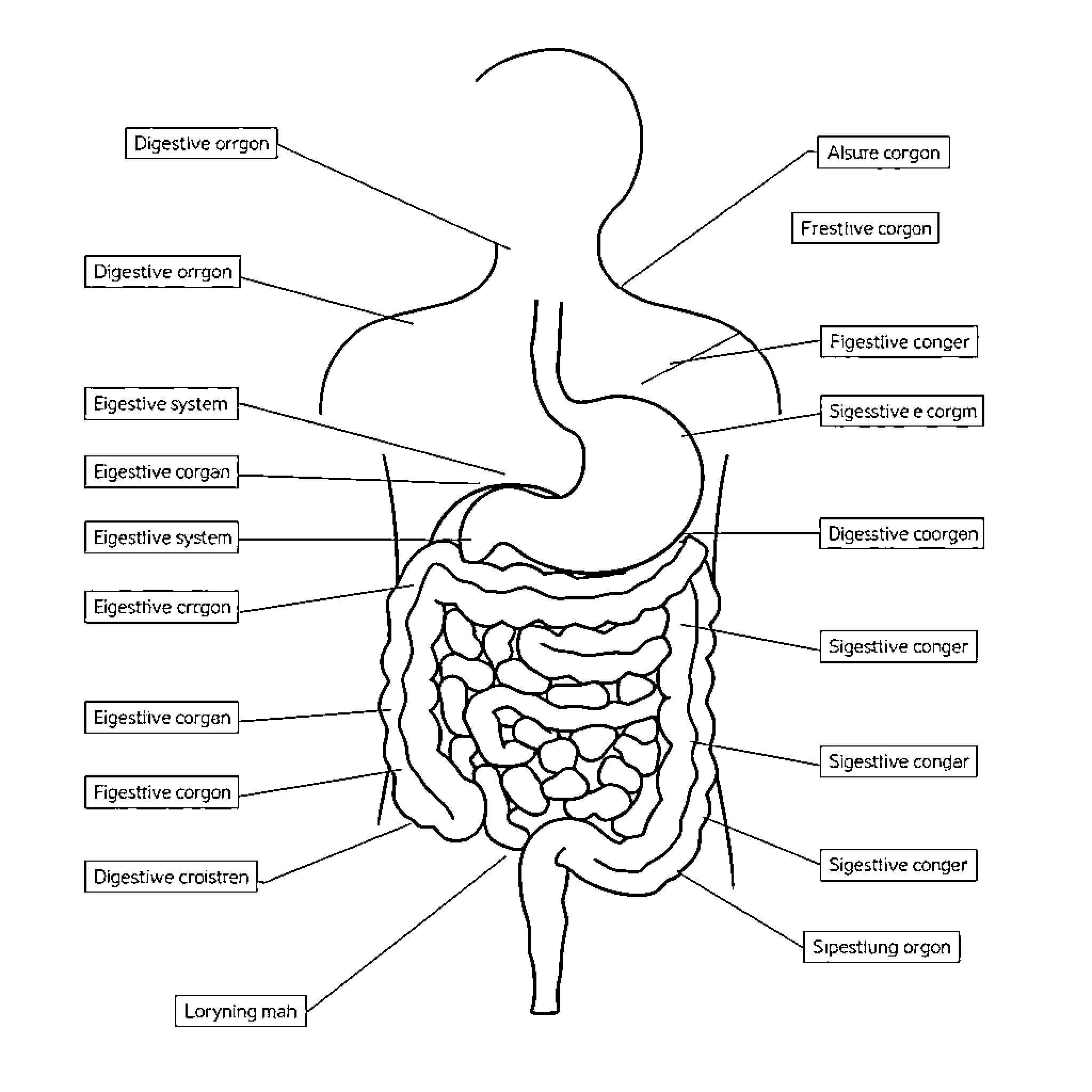 Digestive System Diagram with Labeled Organs Coloring Page (free black-and-white line drawing printable PDF for all, from beginners to advanced learners, including children, teens, adults, and seniors)