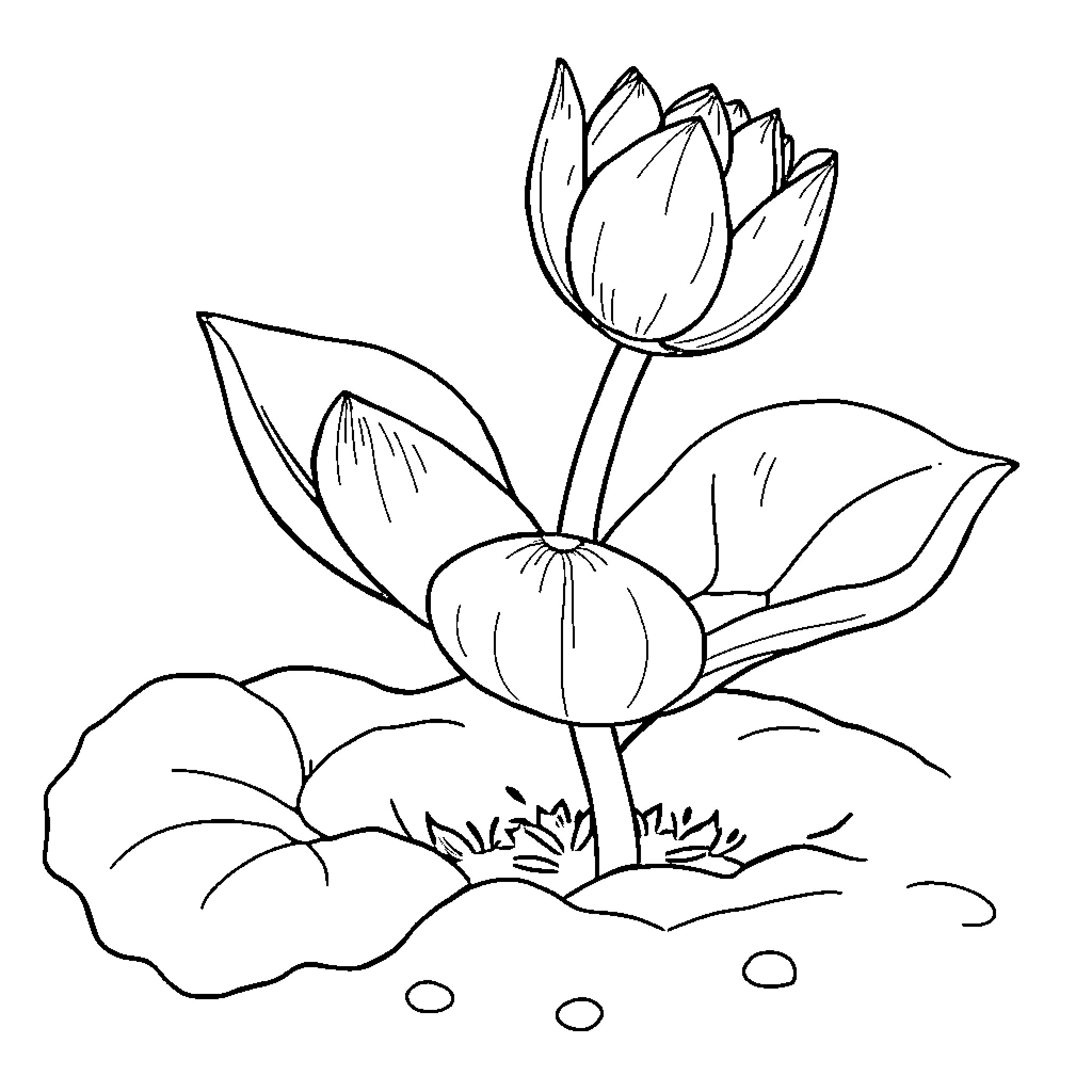 Lotus flowers blooming in serene pond Coloring Page (free black-and-white line drawing printable PDF for all, from beginners to advanced learners, including children, teens, adults, and seniors)