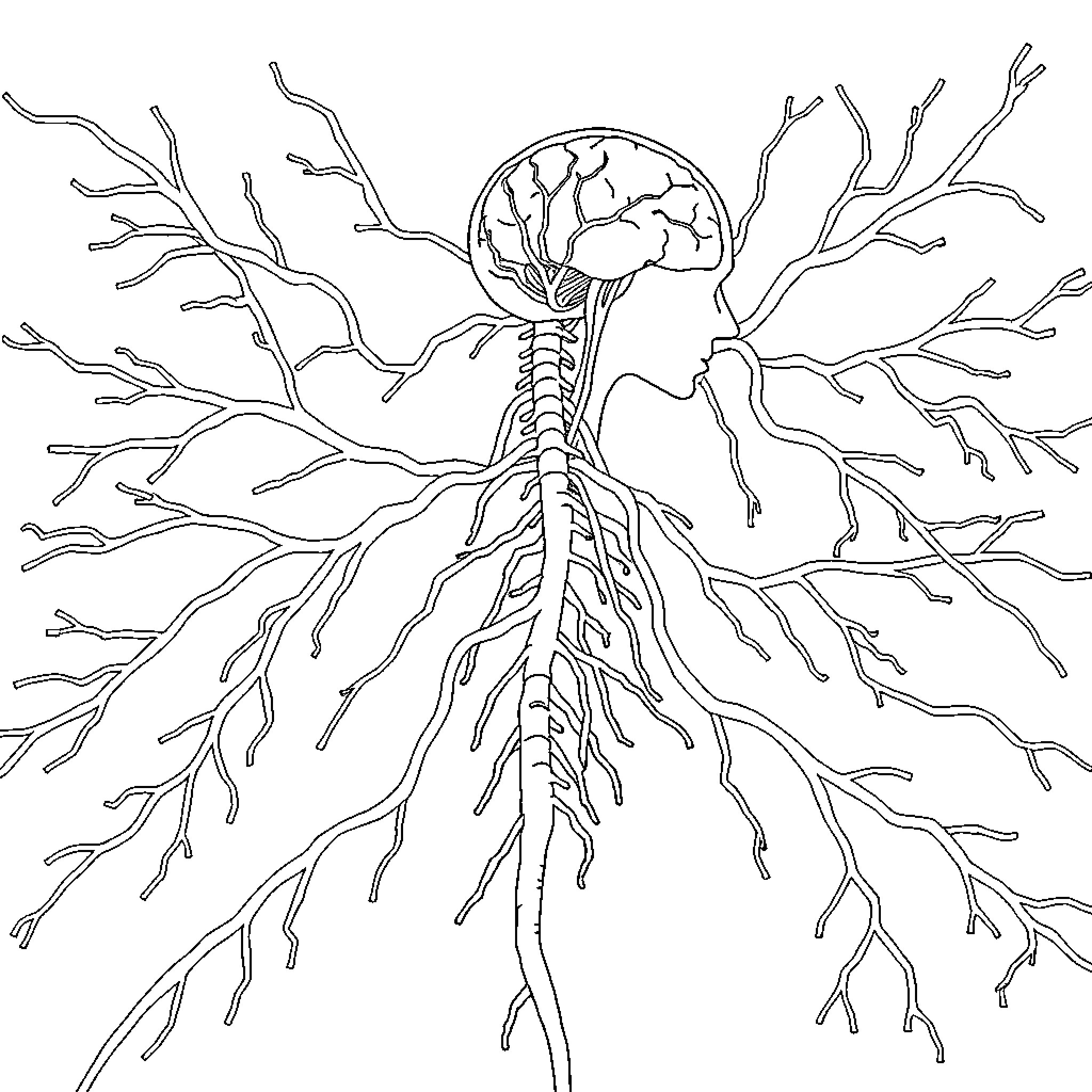 Nervous System Diagram with Intricate Branching Coloring Page (free black-and-white line drawing printable PDF for all, from beginners to advanced learners, including children, teens, adults, and seniors)