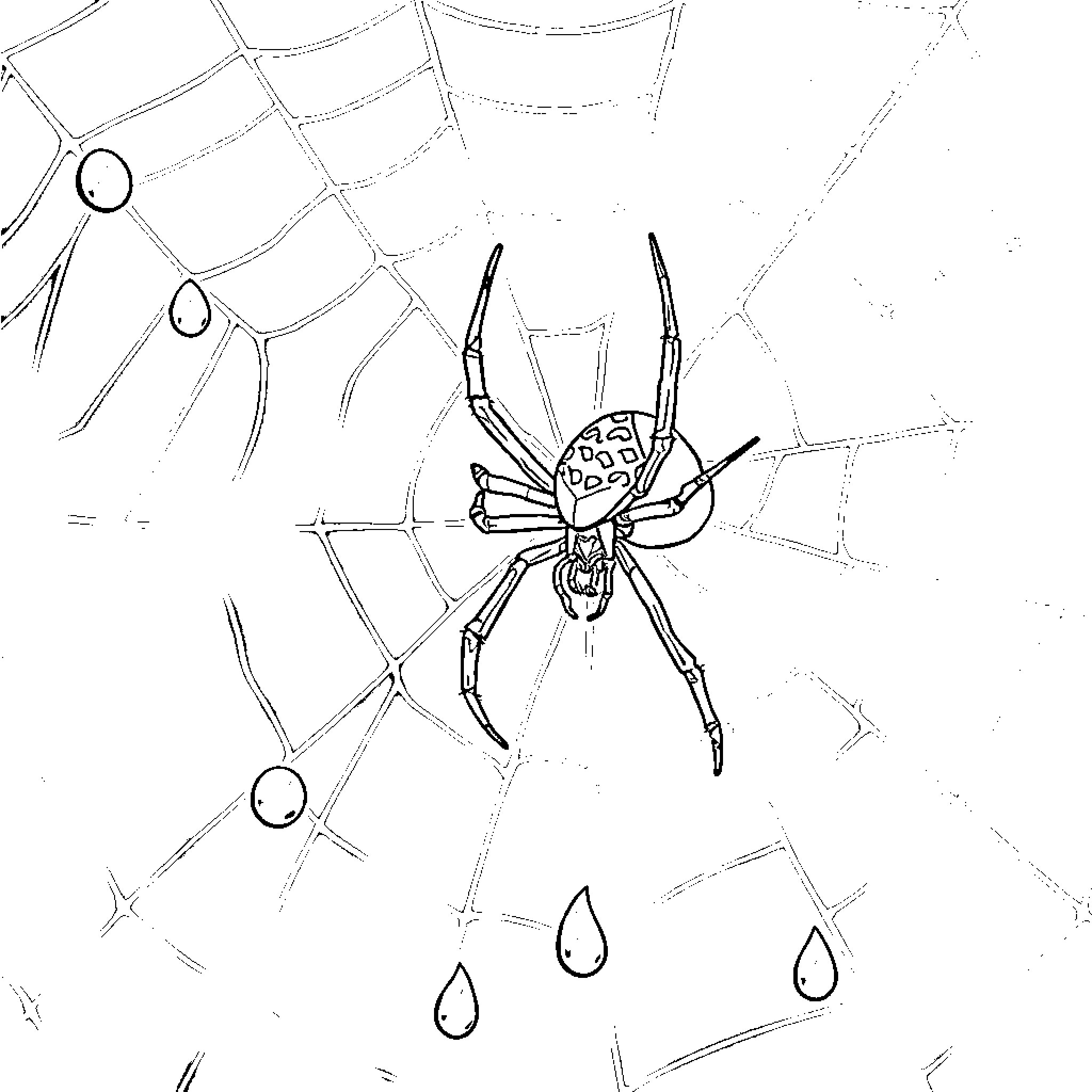 Spider on its web amid raindrops Coloring Page (free black-and-white line drawing printable PDF for all, from beginners to advanced learners, including children, teens, adults, and seniors)