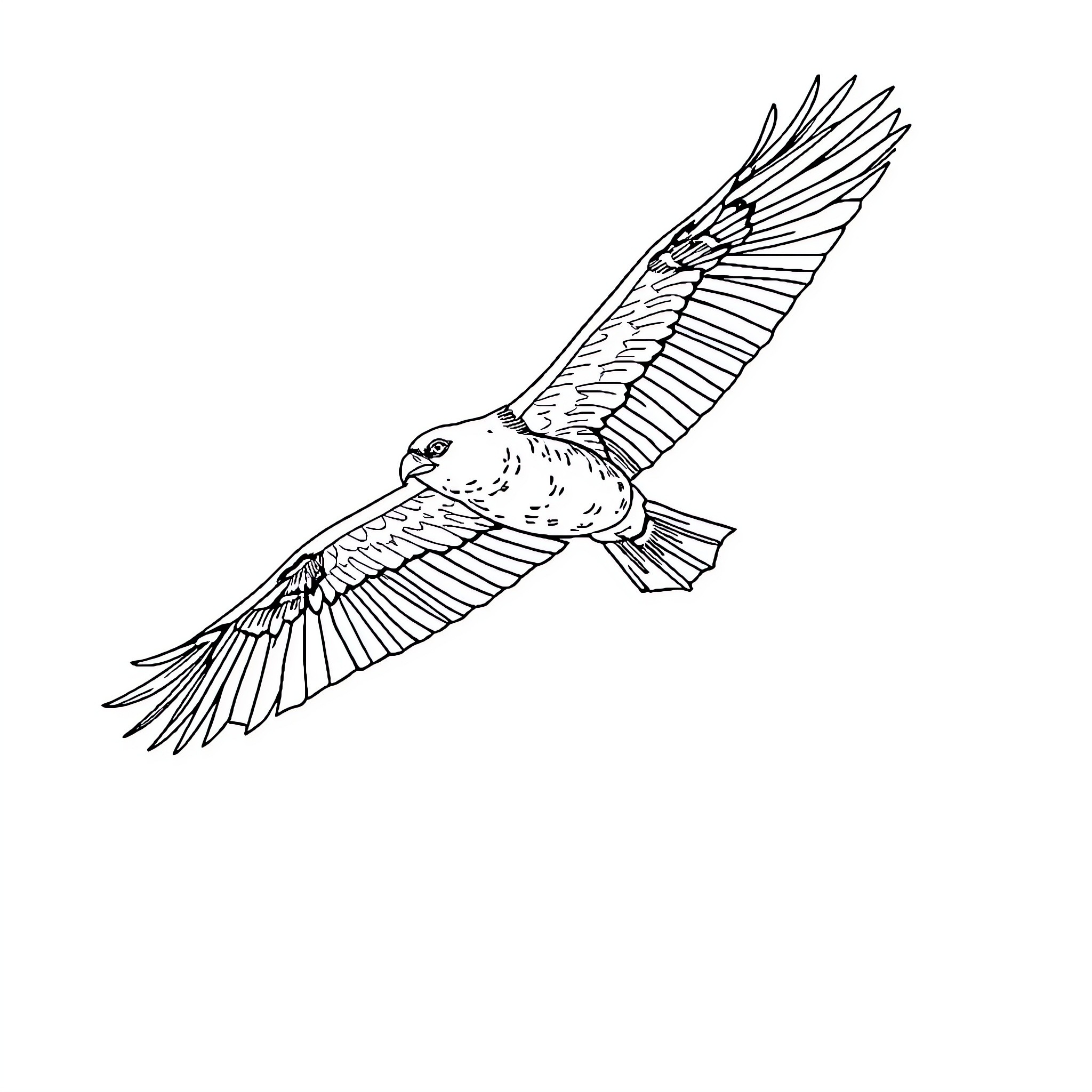Jet soaring through the sky with outstretched wings Coloring Page (free black-and-white line drawing printable PDF for all, from beginners to advanced learners, including children, teens, adults, and seniors)