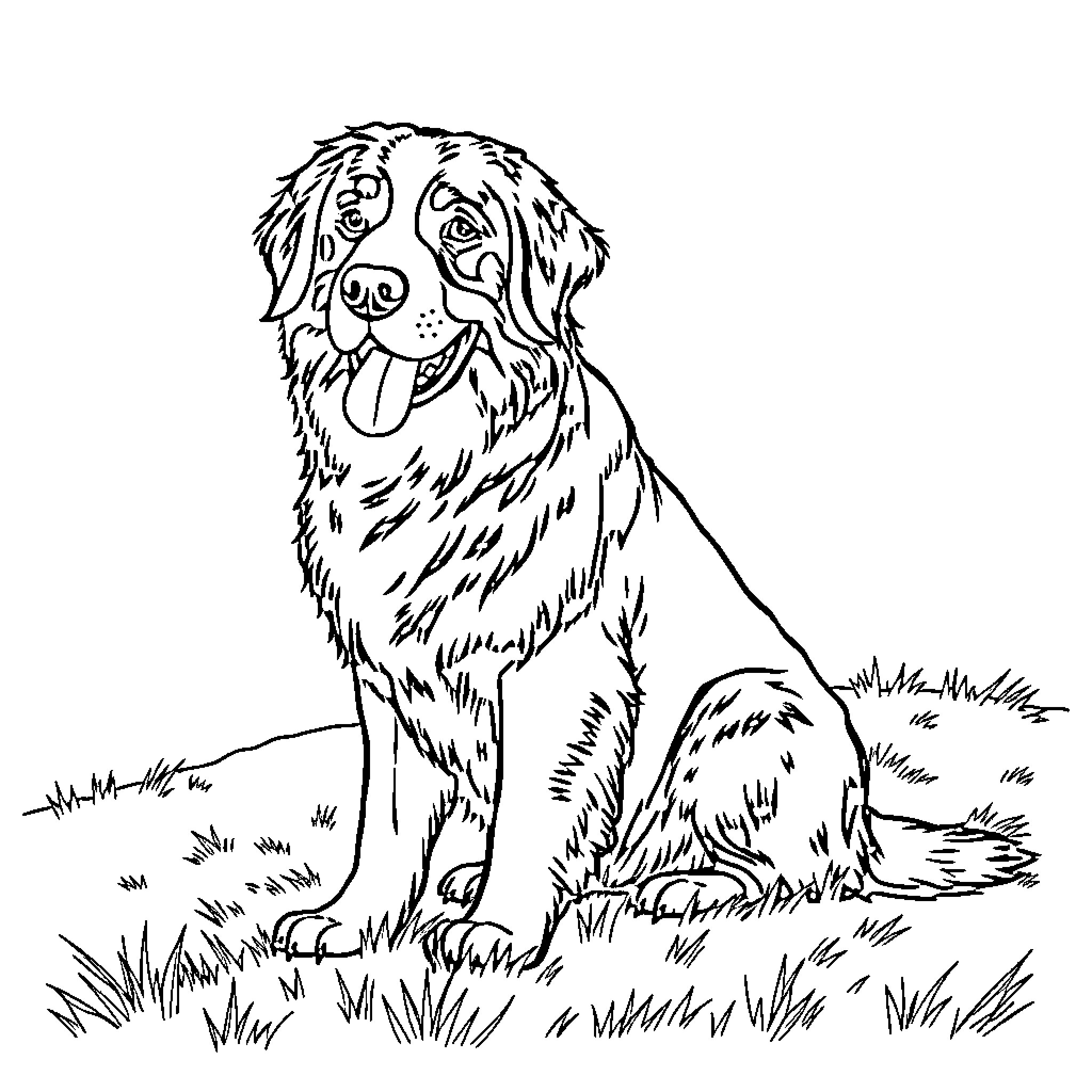 Bernese Mountain Dog sitting on grassy field Coloring Page (free black-and-white line drawing printable PDF for all, from beginners to advanced learners, including children, teens, adults, and seniors)