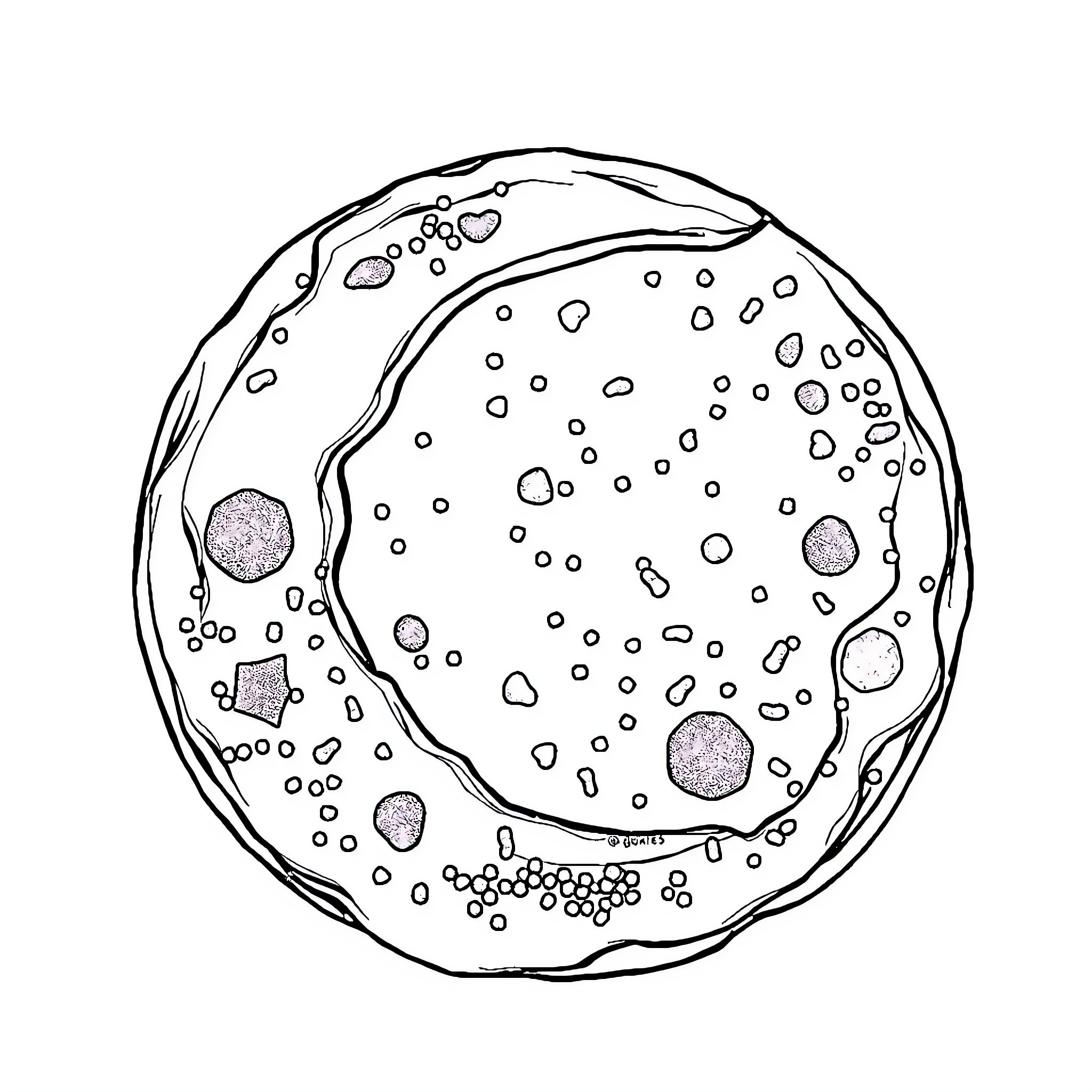 Cookie with sprinkled design on white background Coloring Page (free black-and-white line drawing printable PDF for all, from beginners to advanced learners, including children, teens, adults, and seniors)