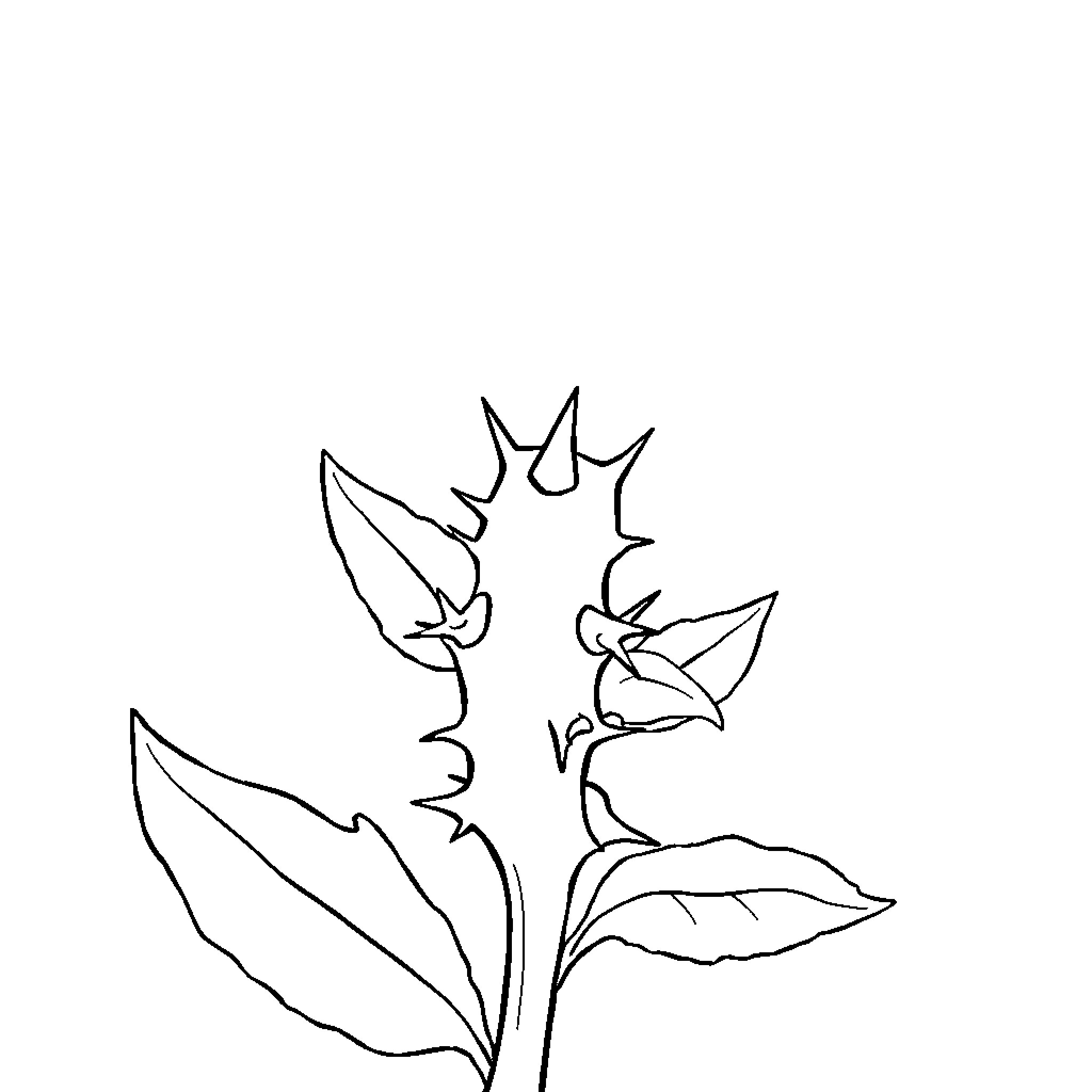 Thorn Plant with Pointed Leaves Coloring Page (free black-and-white line drawing printable PDF for all, from beginners to advanced learners, including children, teens, adults, and seniors)