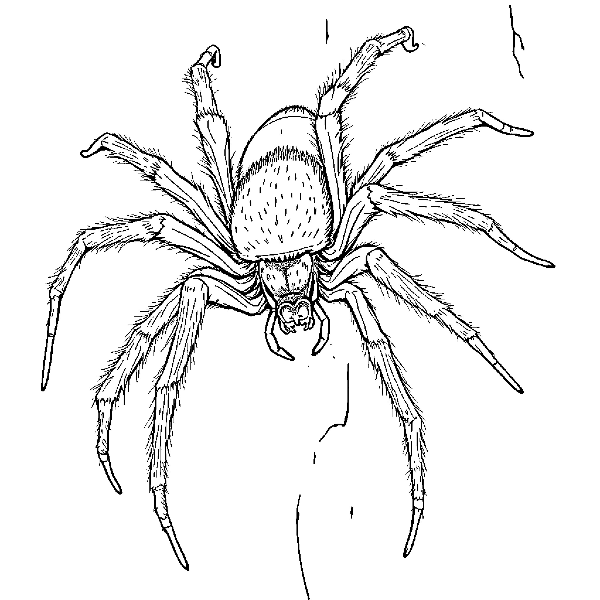 Spider in a defensive posture Coloring Page (free black-and-white line drawing printable PDF for all, from beginners to advanced learners, including children, teens, adults, and seniors)