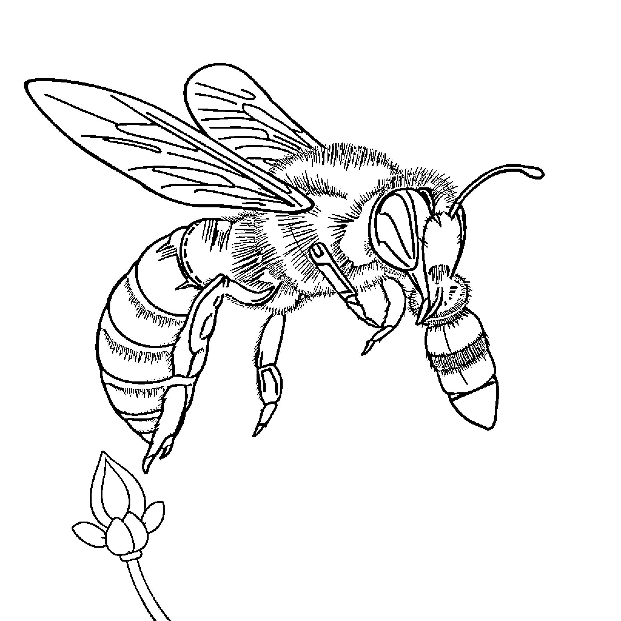 Hornet hovering near a blooming flower Coloring Page (free black-and-white line drawing printable PDF for all, from beginners to advanced learners, including children, teens, adults, and seniors)