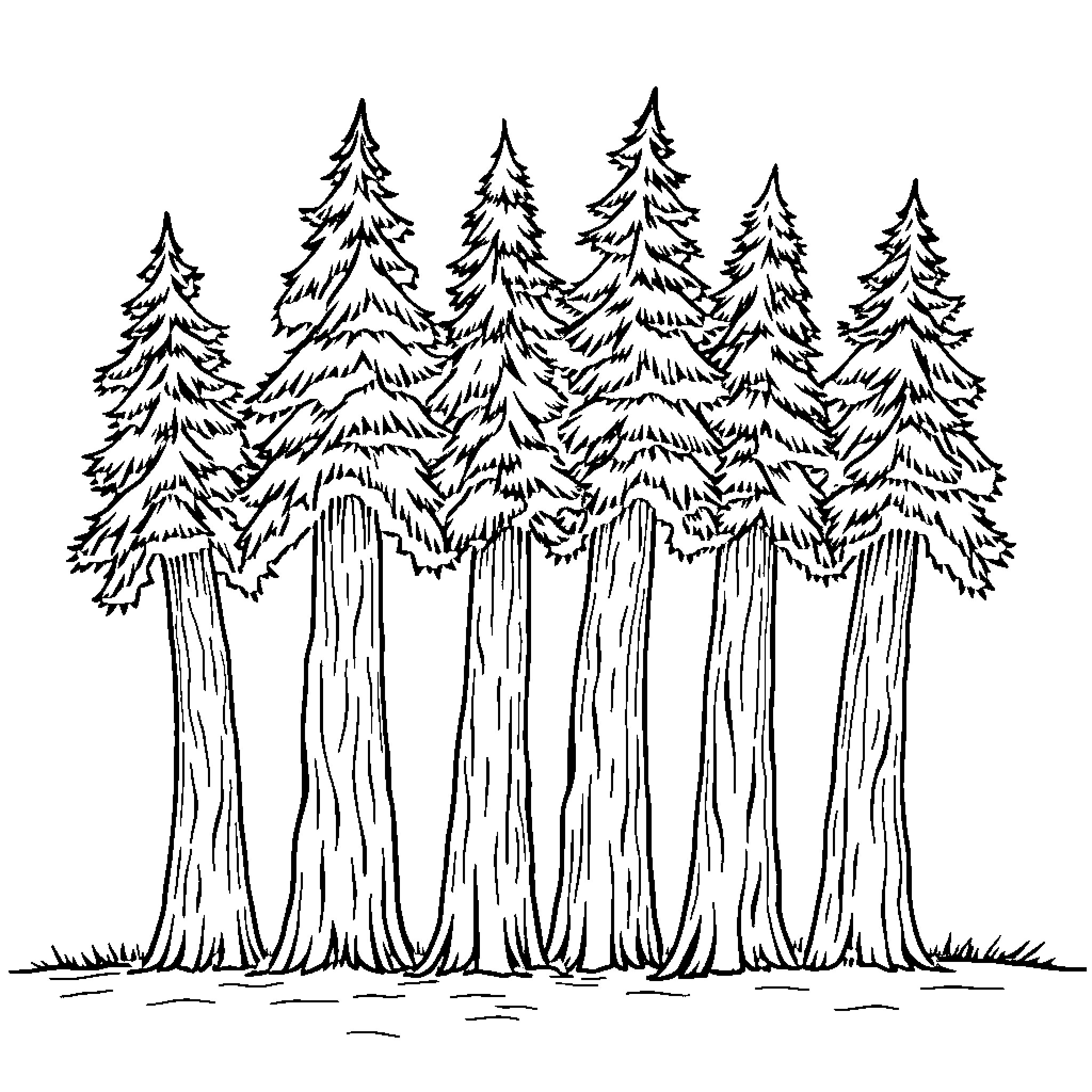 Seven Tall Pine Trees in Snowy Forest Coloring Page (free black-and-white line drawing printable PDF for all, from beginners to advanced learners, including children, teens, adults, and seniors)