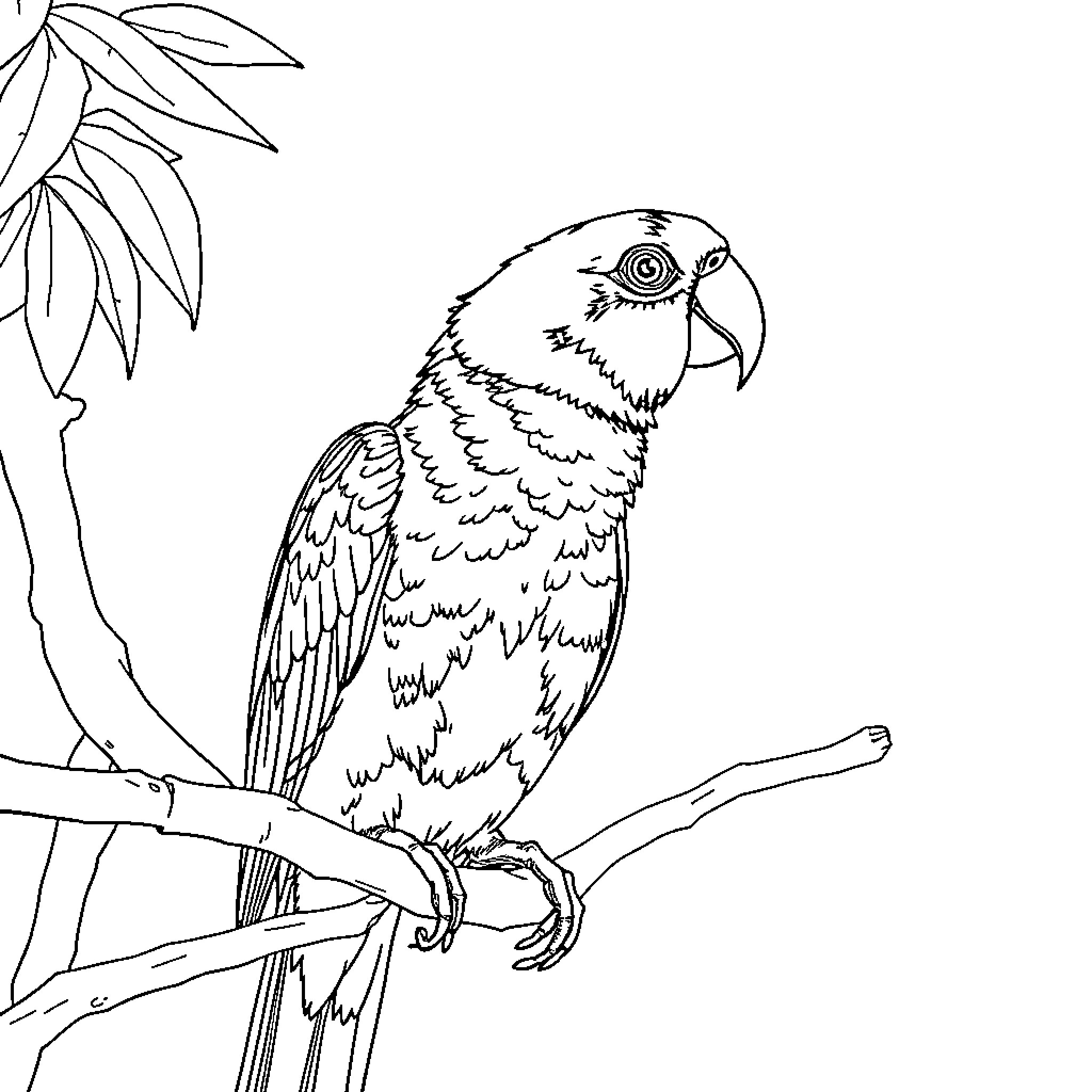 Sun Conure perched on branch in nature Coloring Page (free black-and-white line drawing printable PDF for all, from beginners to advanced learners, including children, teens, adults, and seniors)
