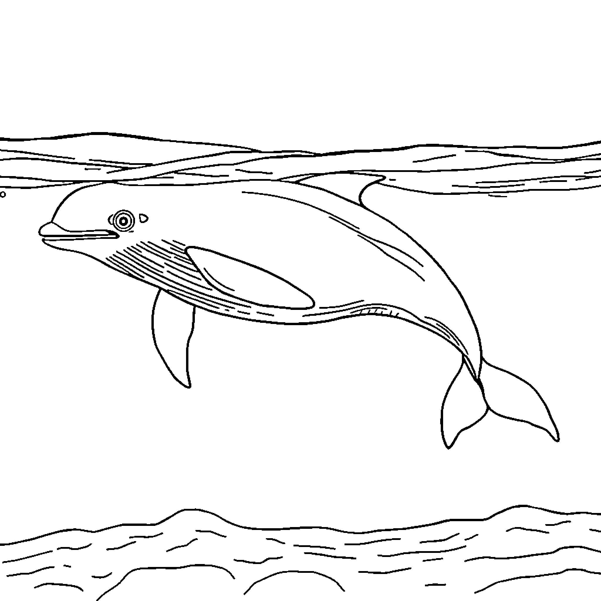 Beluga Whale swimming gracefully in the ocean Coloring Page (free black-and-white line drawing printable PDF for all, from beginners to advanced learners, including children, teens, adults, and seniors)