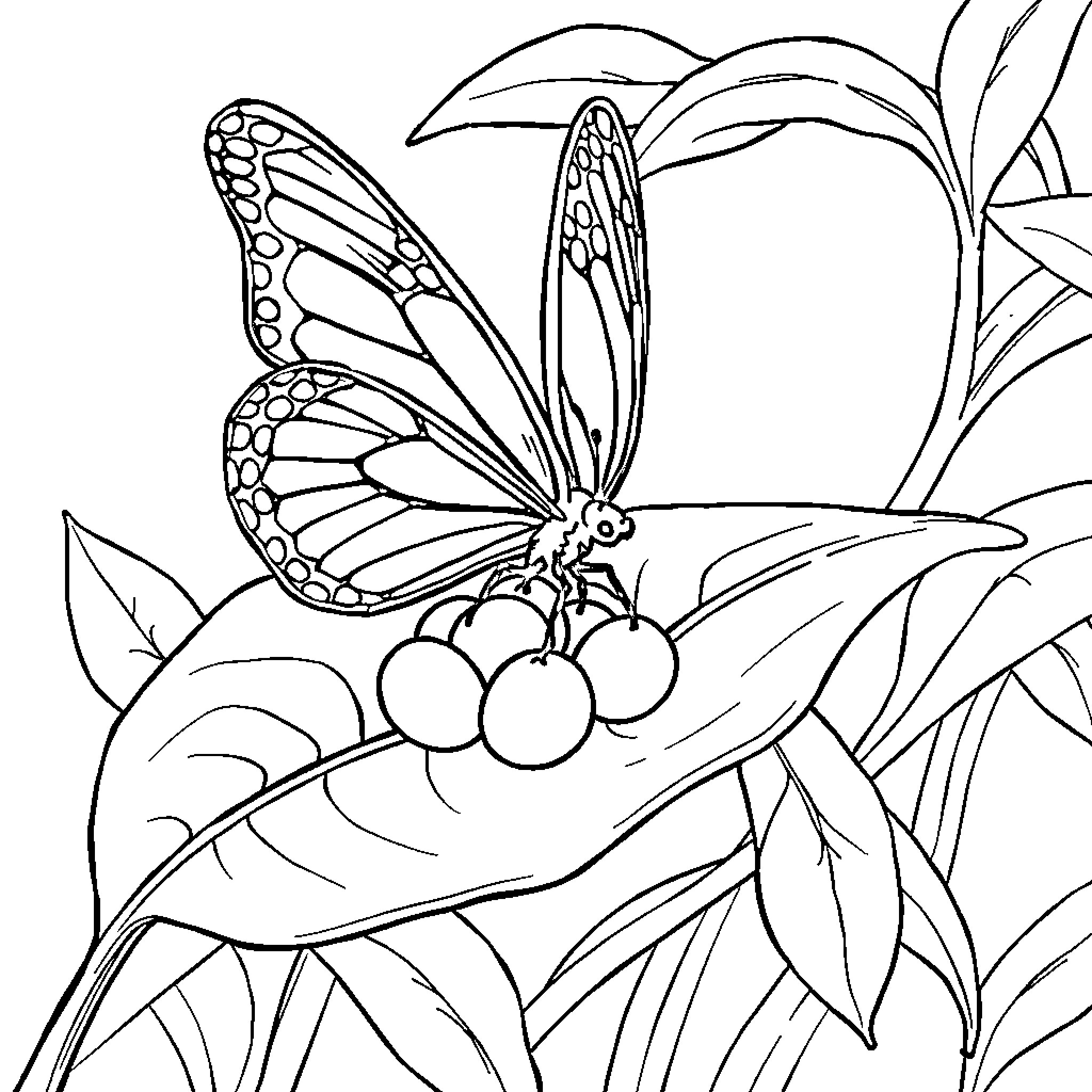 Butterfly perched on foliage Coloring Page (free black-and-white line drawing printable PDF for all, from beginners to advanced learners, including children, teens, adults, and seniors)