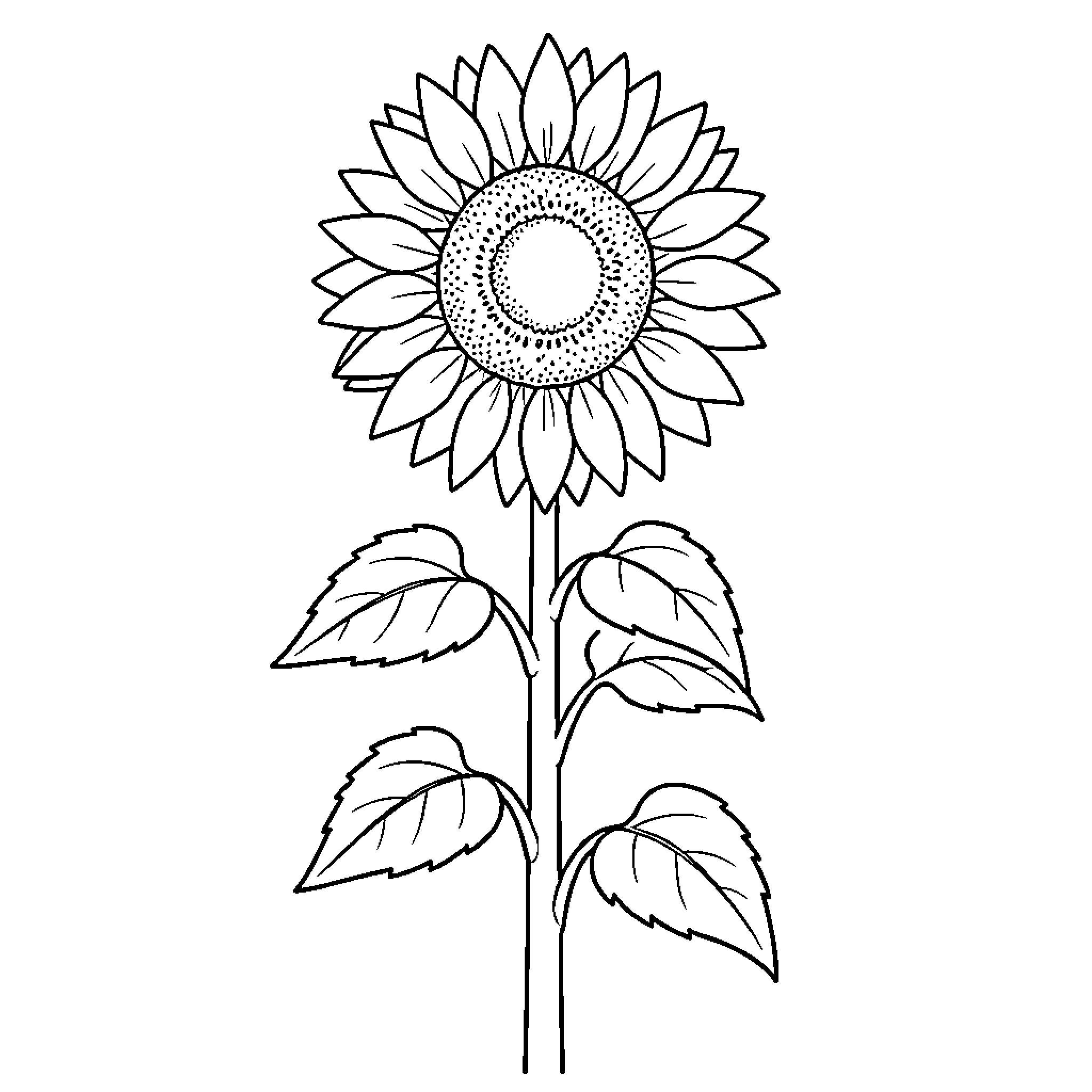 Sunflower in simple outline drawing Coloring Page (free black-and-white line drawing printable PDF for all, from beginners to advanced learners, including children, teens, adults, and seniors)