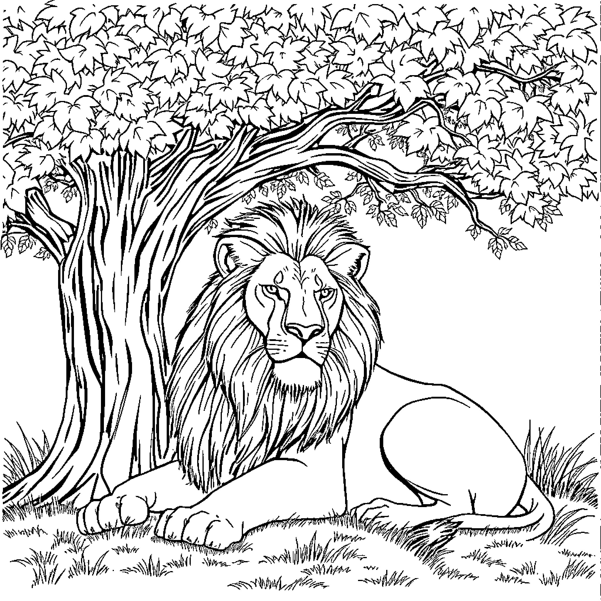 Lion resting under the shady tree Coloring Page (free black-and-white line drawing printable PDF for all, from beginners to advanced learners, including children, teens, adults, and seniors)