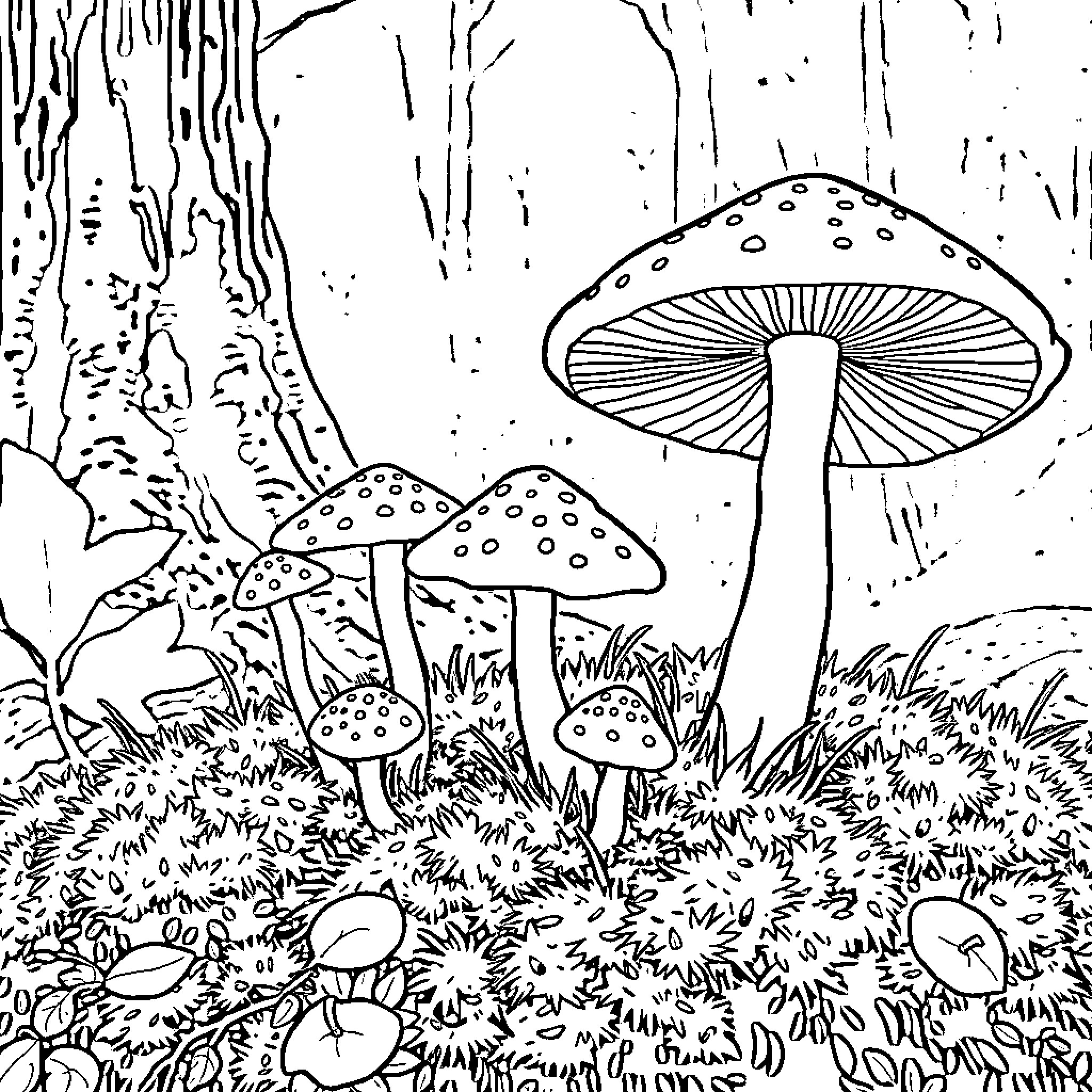 Chantarelle Mushrooms in the Enchanted Forest Coloring Page (free black-and-white line drawing printable PDF for all, from beginners to advanced learners, including children, teens, adults, and seniors)