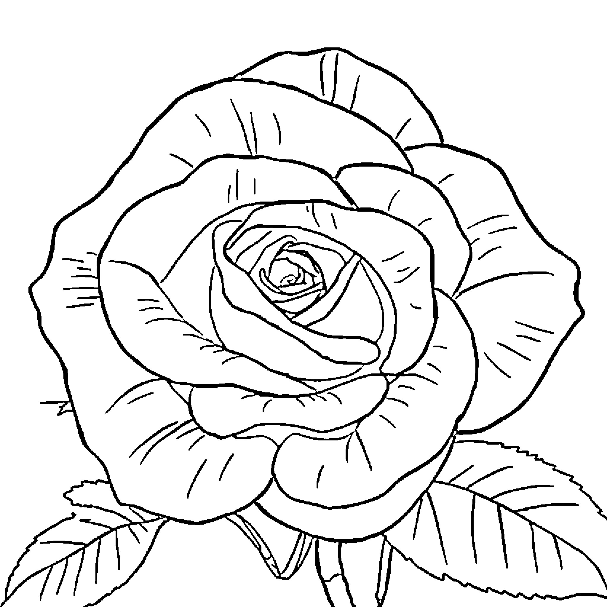 Rose flower blooming in the garden Coloring Page (free black-and-white line drawing printable PDF for all, from beginners to advanced learners, including children, teens, adults, and seniors)