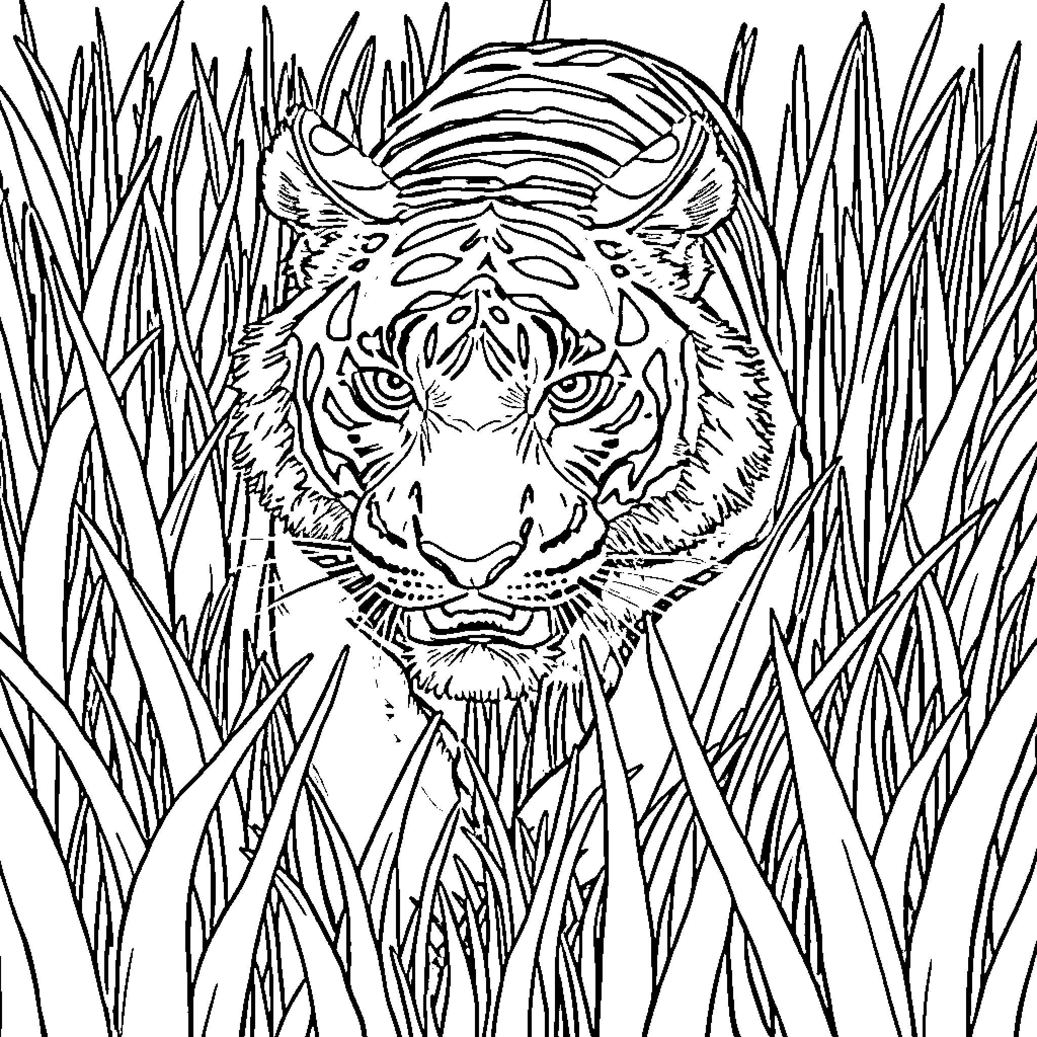 Tiger Peeking Through Tall Grass Coloring Page (free black-and-white line drawing printable PDF for all, from beginners to advanced learners, including children, teens, adults, and seniors)