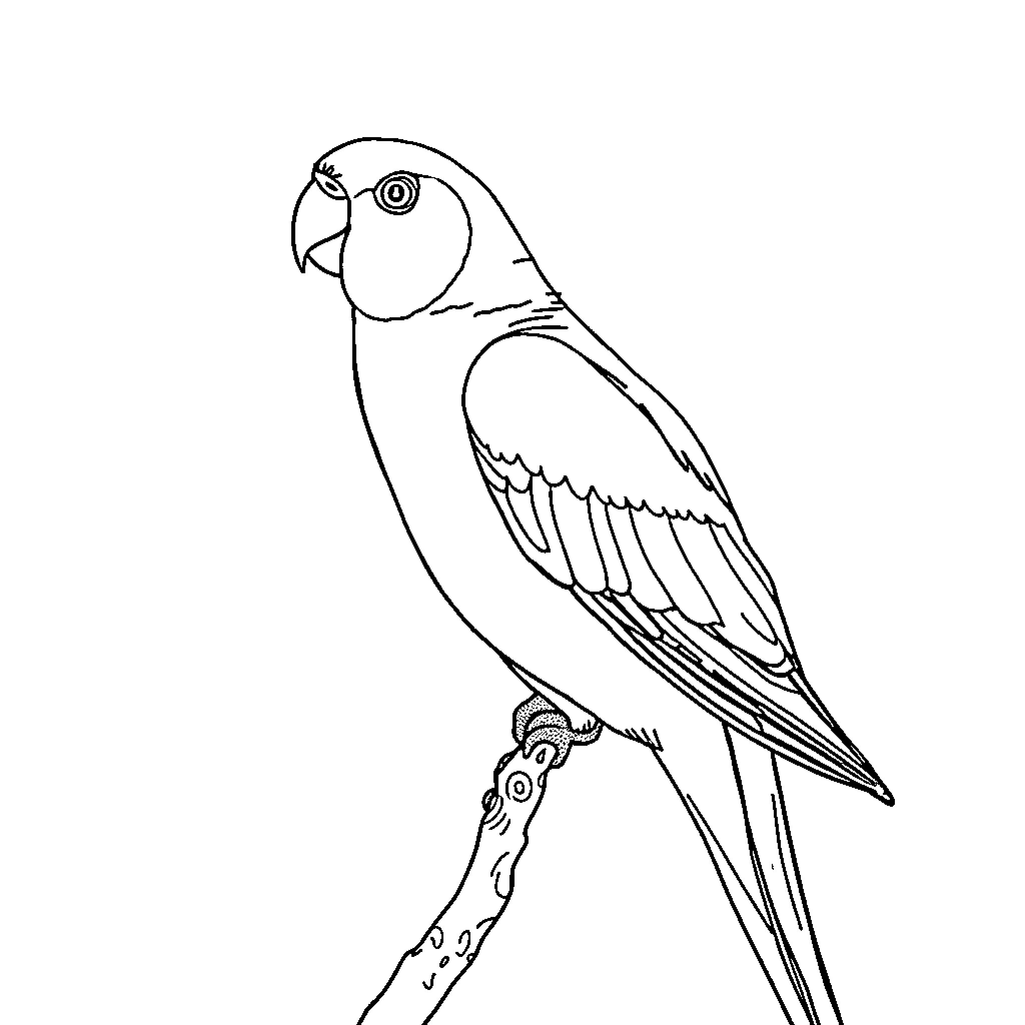 Parakeet perched on a branch Coloring Page (free black-and-white line drawing printable PDF for all, from beginners to advanced learners, including children, teens, adults, and seniors)