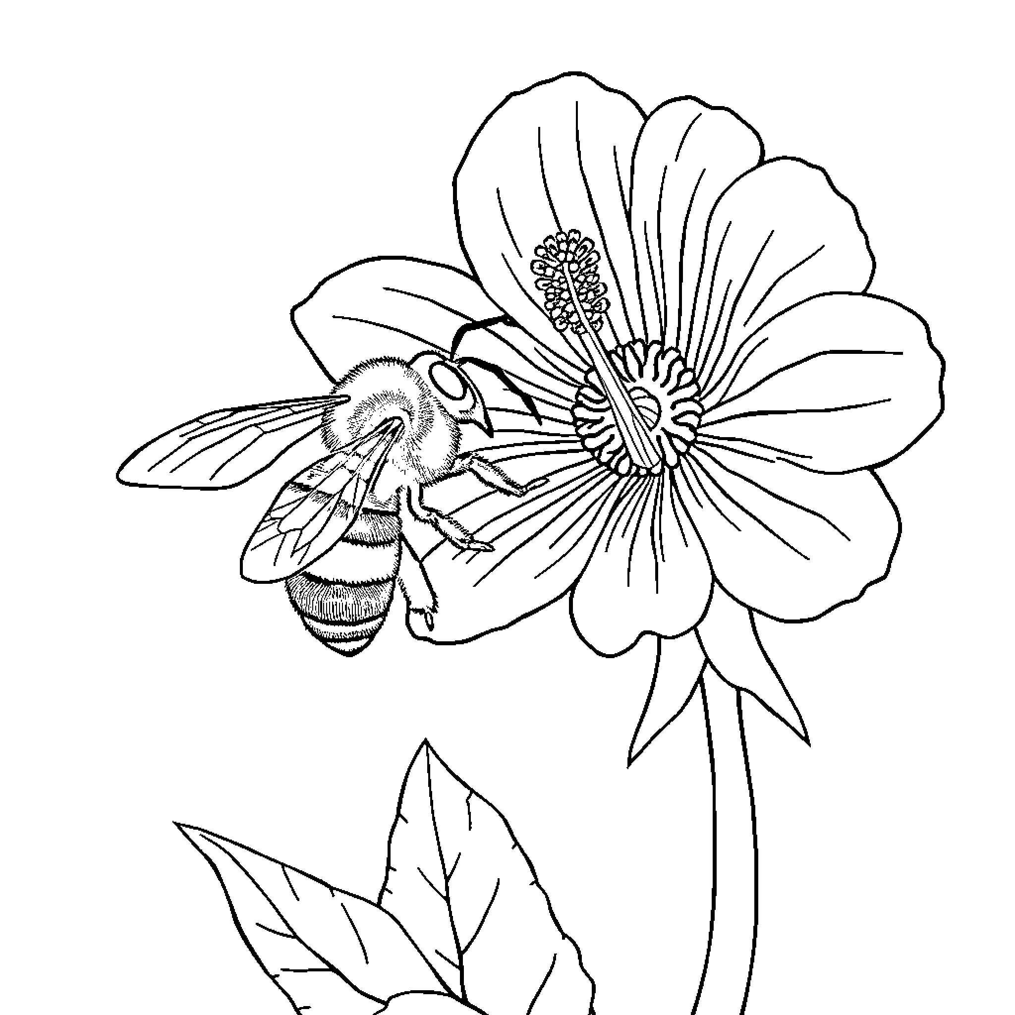 Bee pollinating beautiful flower Coloring Page (free black-and-white line drawing printable PDF for all, from beginners to advanced learners, including children, teens, adults, and seniors)