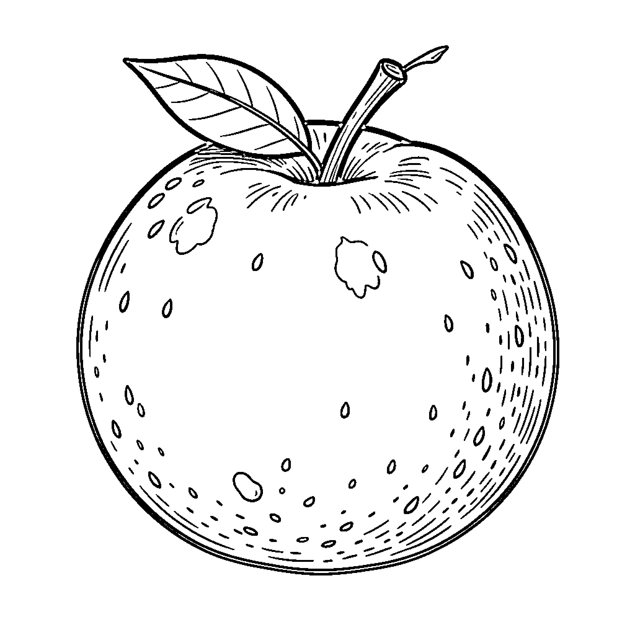 Orange with a single leaf on its stem Coloring Page (free black-and-white line drawing printable PDF for all, from beginners to advanced learners, including children, teens, adults, and seniors)