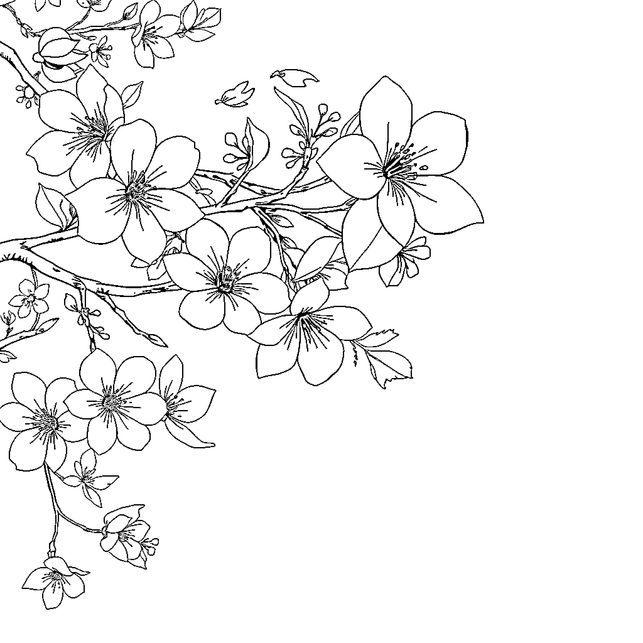 Sakura Blossoms in Graceful Dance Coloring Page (free black-and-white line drawing printable PDF for all, from beginners to advanced learners, including children, teens, adults, and seniors)